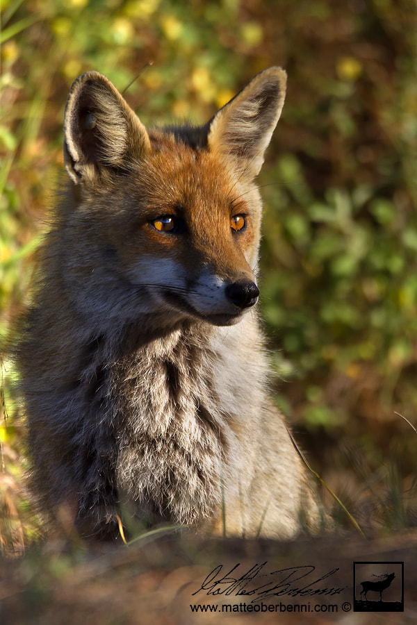 THE FOX by Matteo Berbenni / 500px