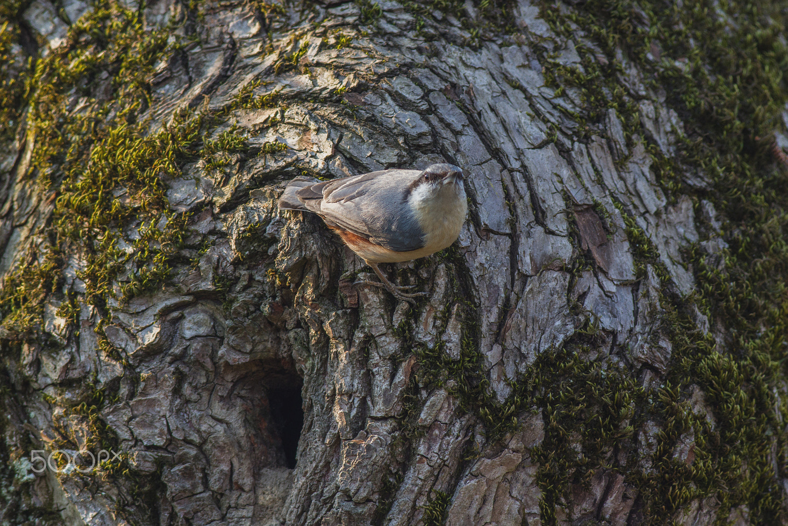 Canon EOS 7D + Canon EF 400mm F5.6L USM sample photo. Eurasian nuthatch photography