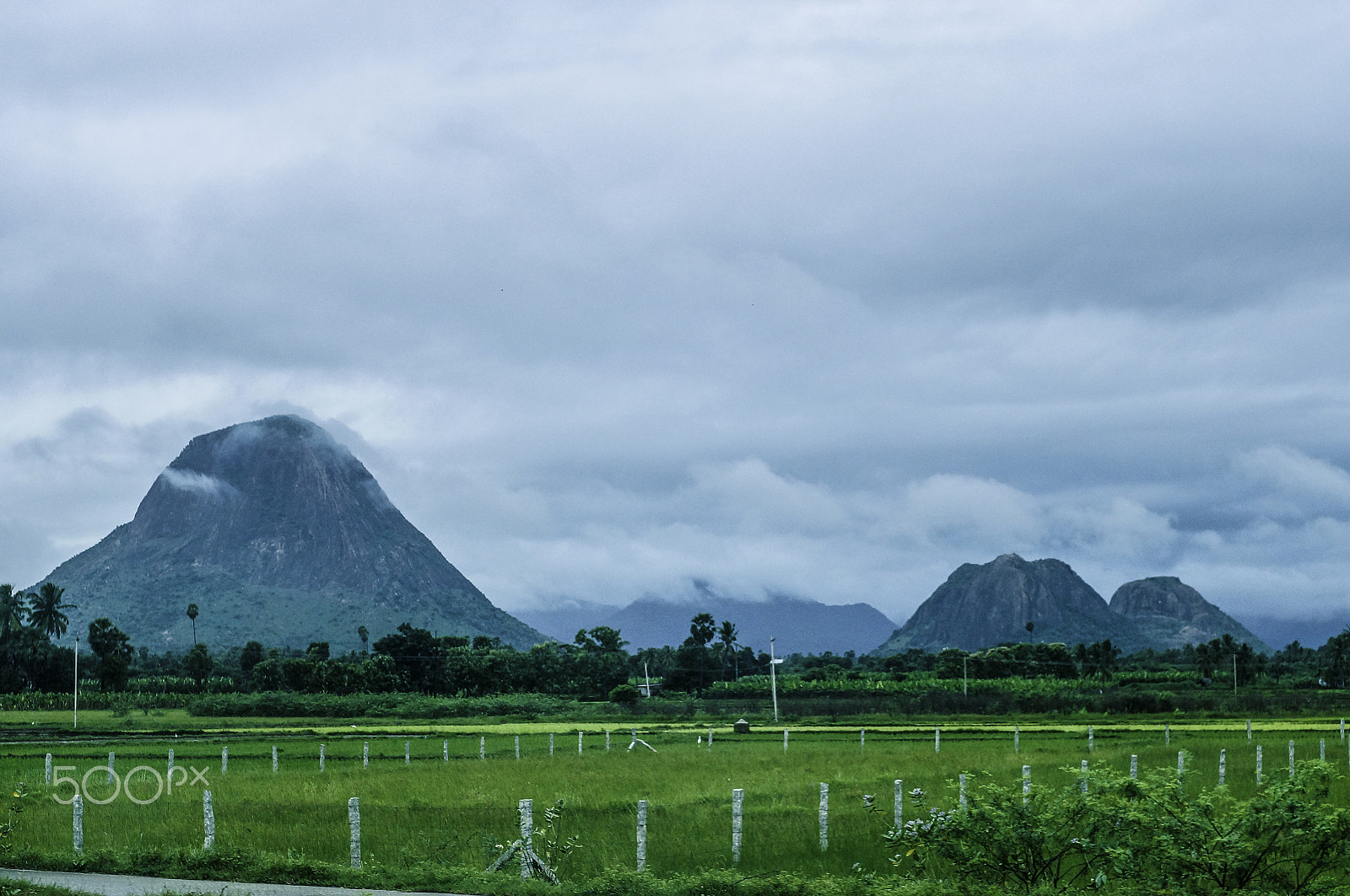 Sony SLT-A57 sample photo. Paddy fields photography