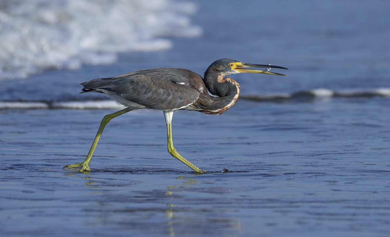 Nikon D810 + Nikon AF-S Nikkor 200-500mm F5.6E ED VR sample photo. Tricolored heron photography