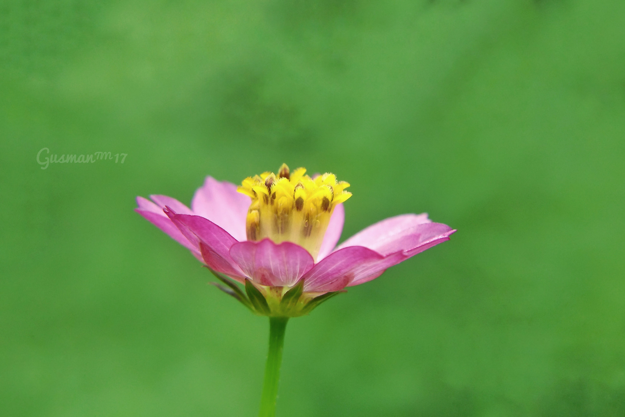 Xiaomi MI4 sample photo