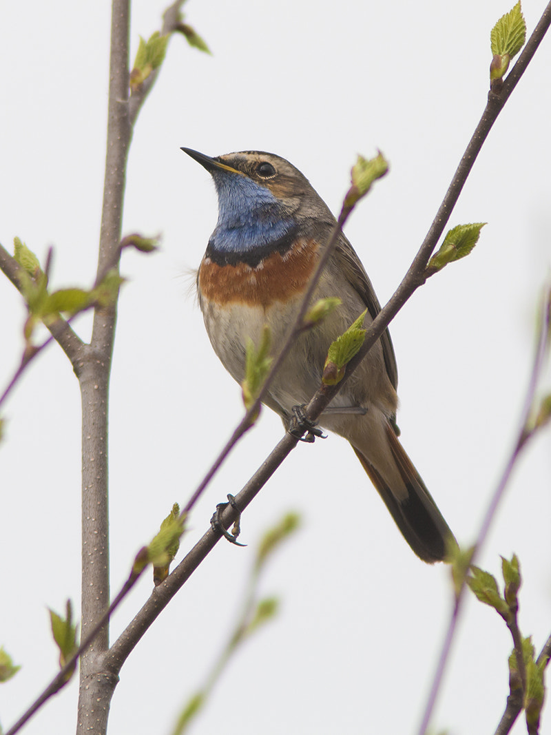 Canon EF 300mm F4L IS USM sample photo. Blauwborst / bluethroat photography