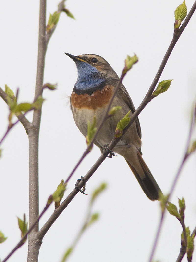 Canon EOS 70D sample photo. Blauwborst / bluethroat photography