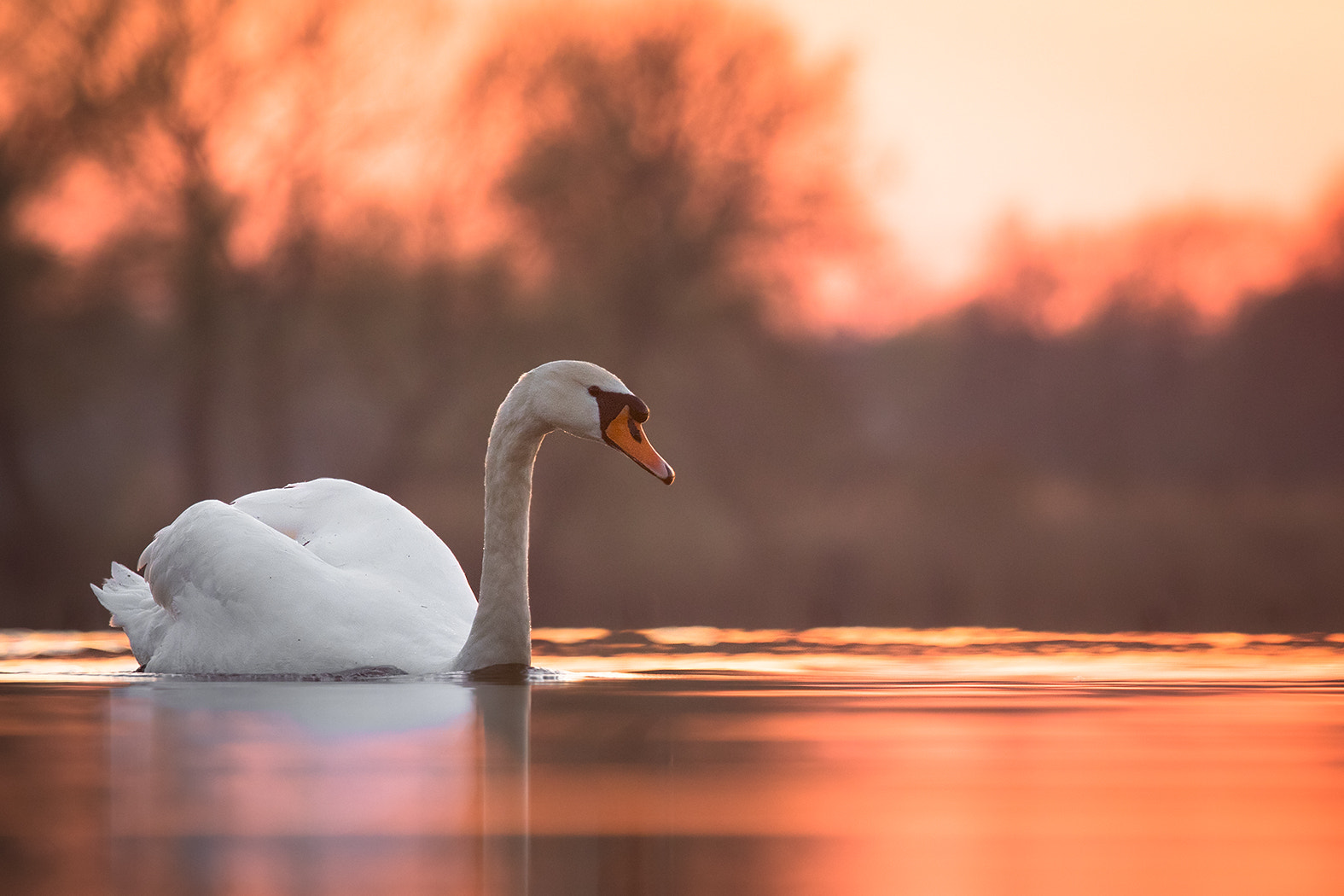Canon EF 100-400mm F4.5-5.6L IS USM sample photo. Swan photography