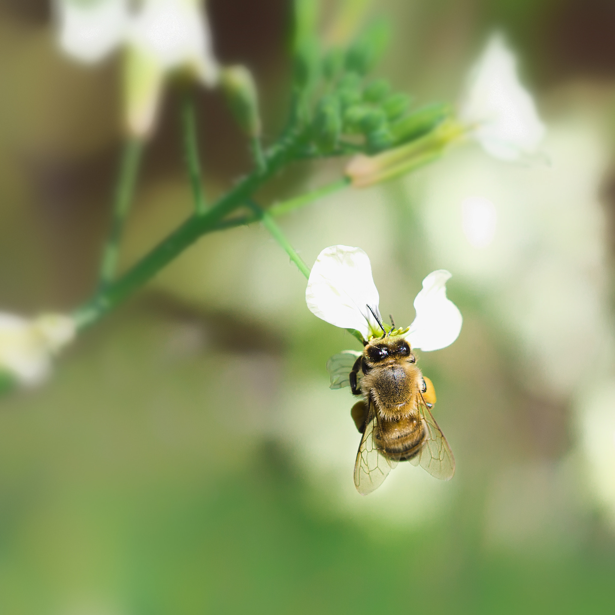 Canon EF 100mm F2.8 Macro USM sample photo. Bee maya - sweet maya photography