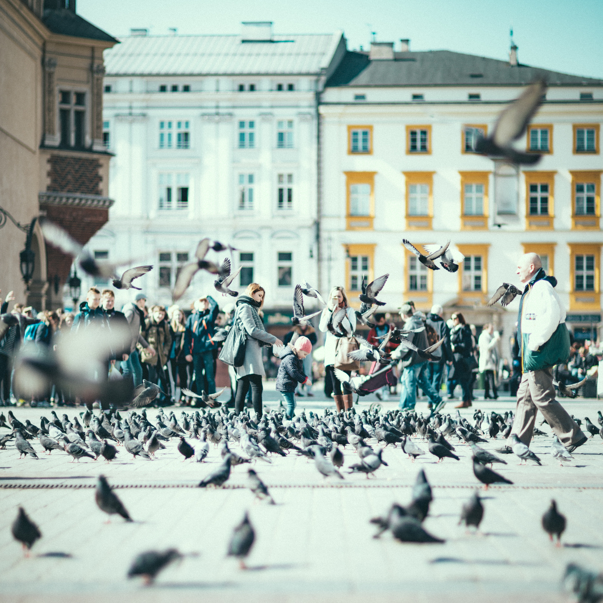 Canon EOS 6D + Canon EF 85mm F1.2L II USM sample photo. Kraków rynek pigeons photography