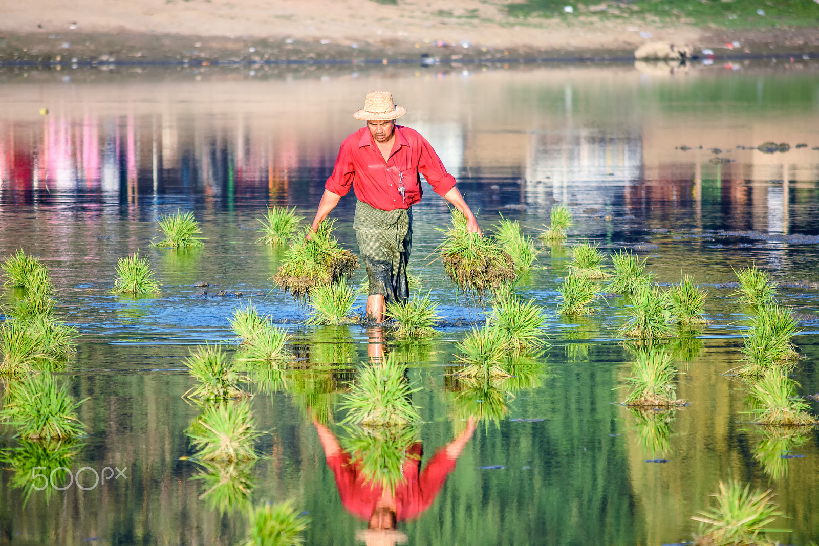 Nikon D7200 sample photo. Carrying rice plants photography