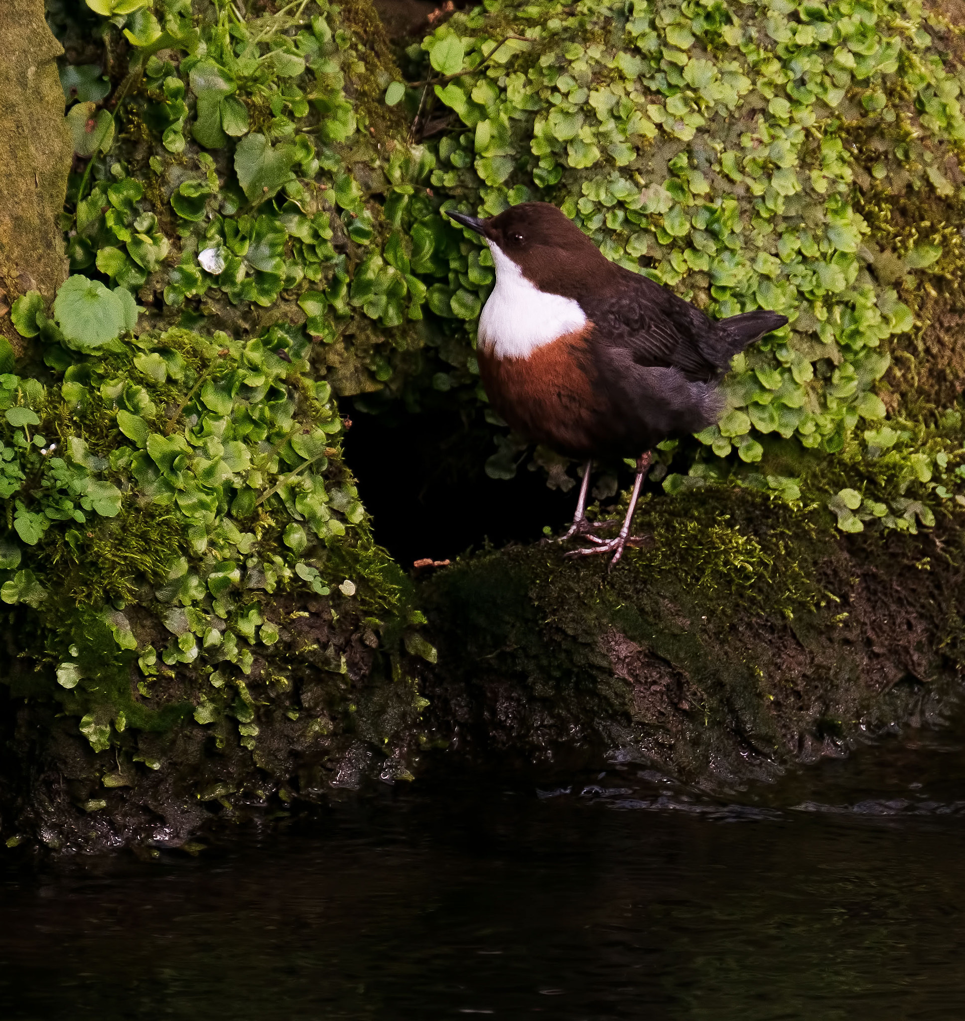 Fujifilm XF 100-400mm F4.5-5.6 R LM OIS WR sample photo. Dipper taking a rest from nest building photography