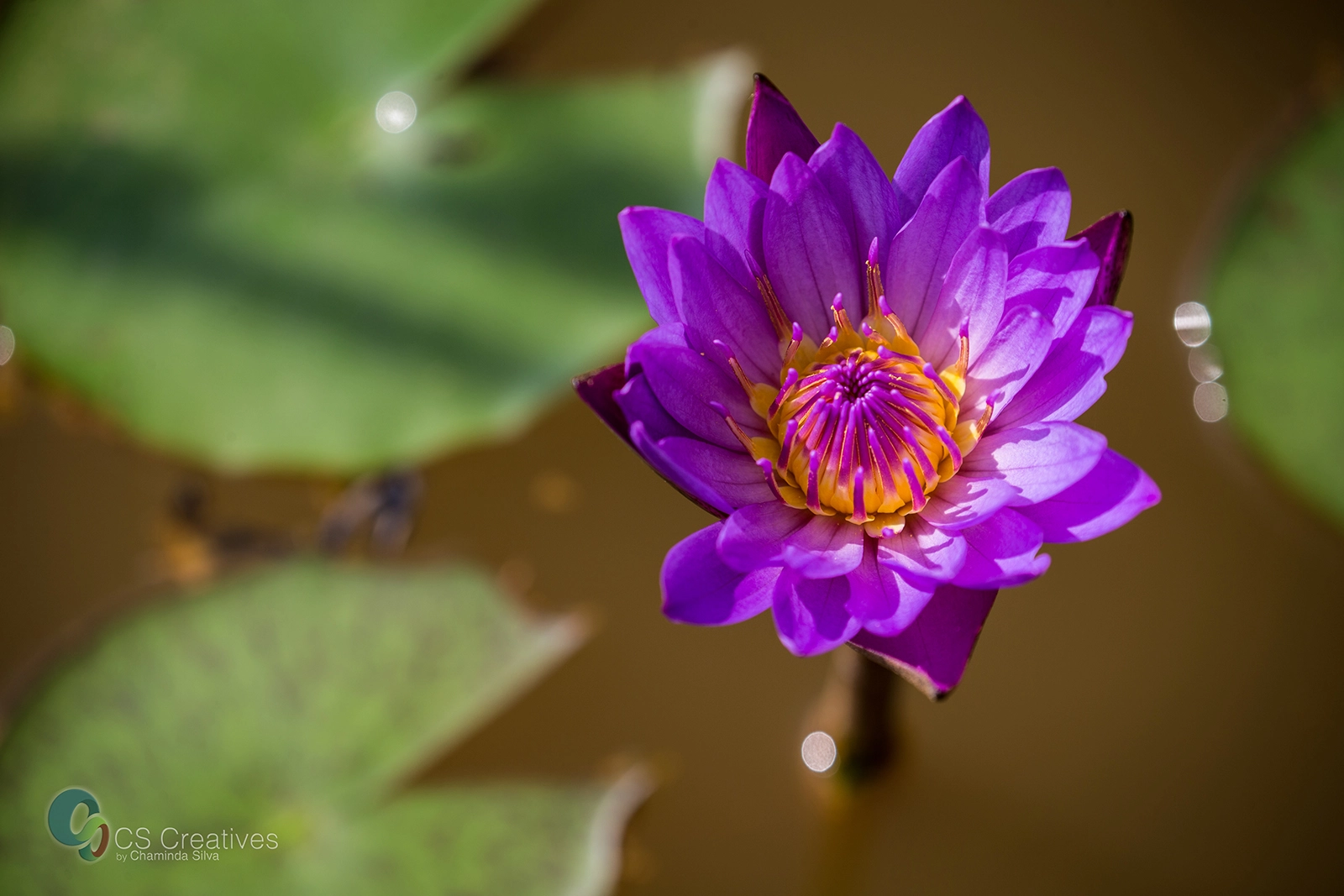 Canon EOS-1D X sample photo. Blue lotus/blue water lily photography