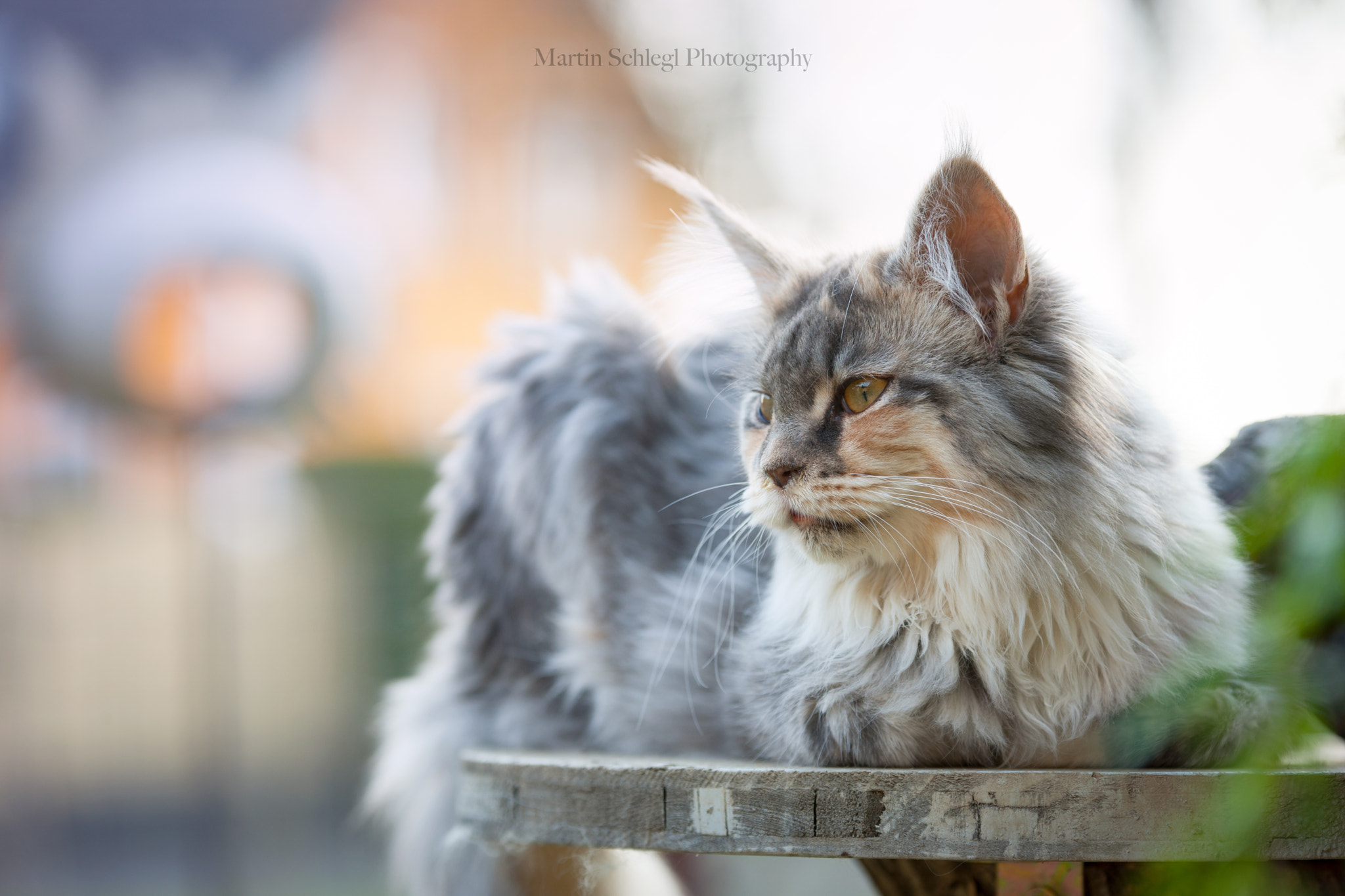Sigma 70-200mm F2.8 EX DG OS HSM sample photo. Paris photography