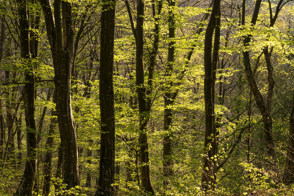 Nikon AF-S Nikkor 50mm F1.8G sample photo. Forest photography