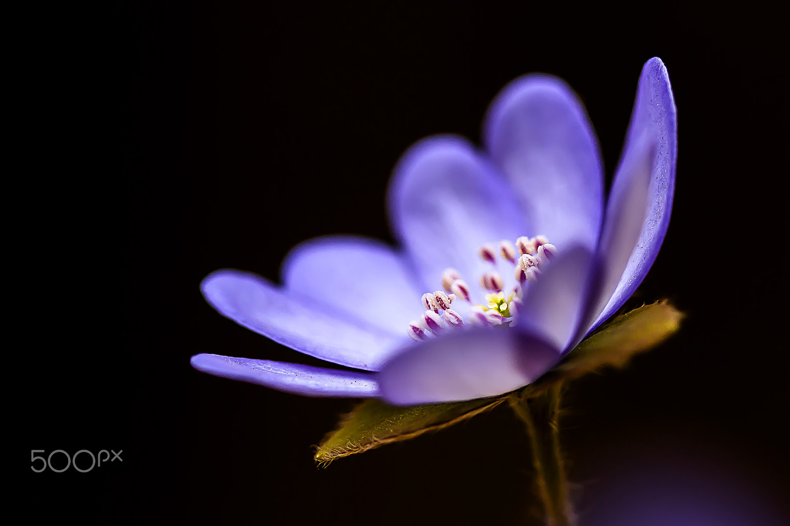 Canon EF-S 60mm F2.8 Macro USM sample photo. Leberblümchen photography
