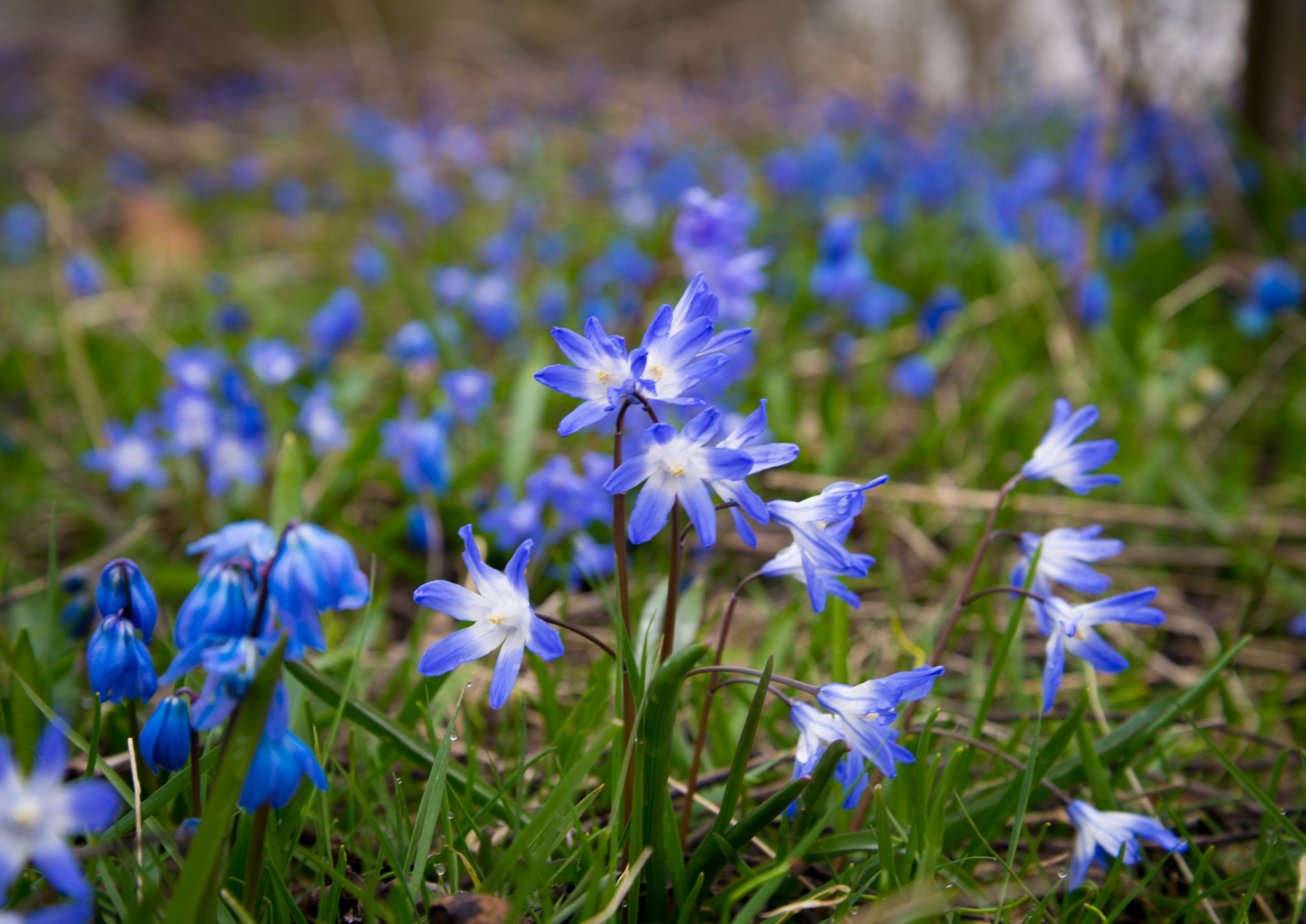 Nikon D600 sample photo. Blue spring photography