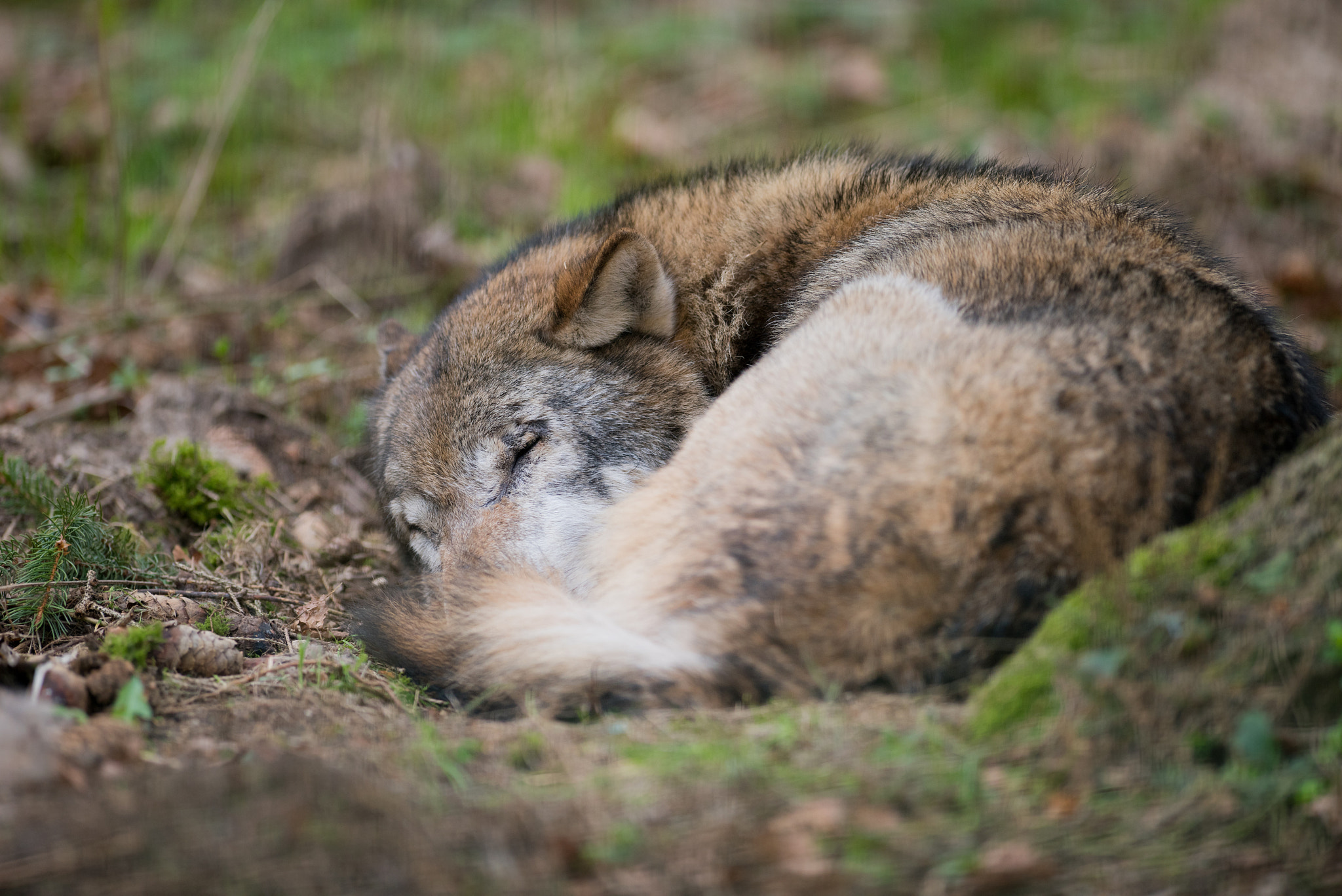 Nikon D810 + Nikon AF-S Nikkor 300mm F2.8G ED-IF VR sample photo. Sleeping wolf photography