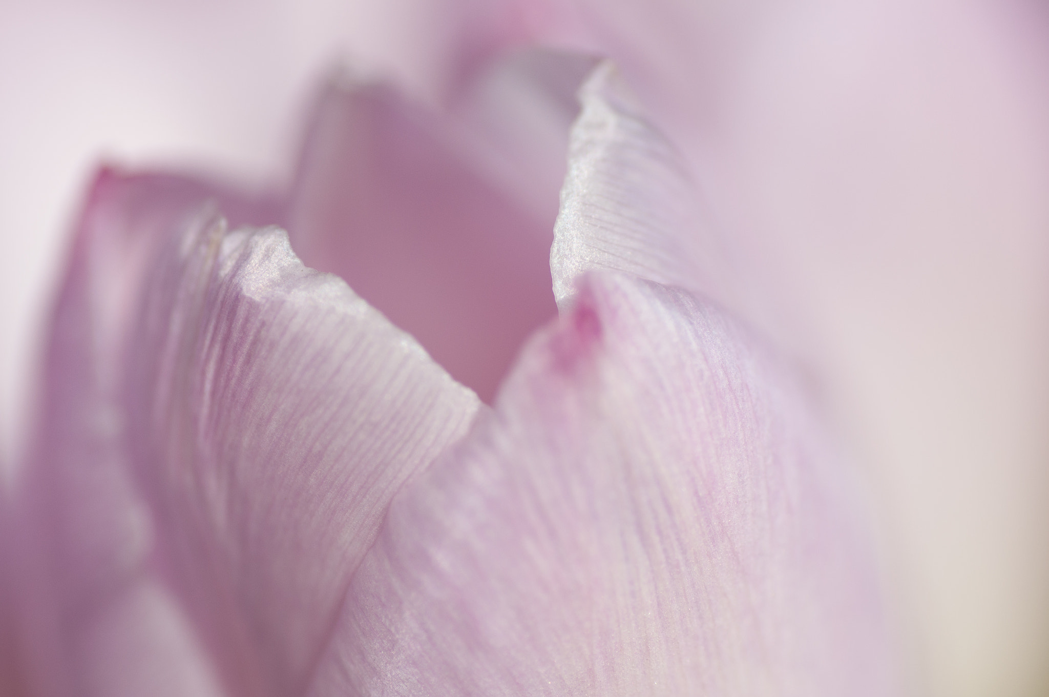 Nikon D90 sample photo. Pink tulip photography
