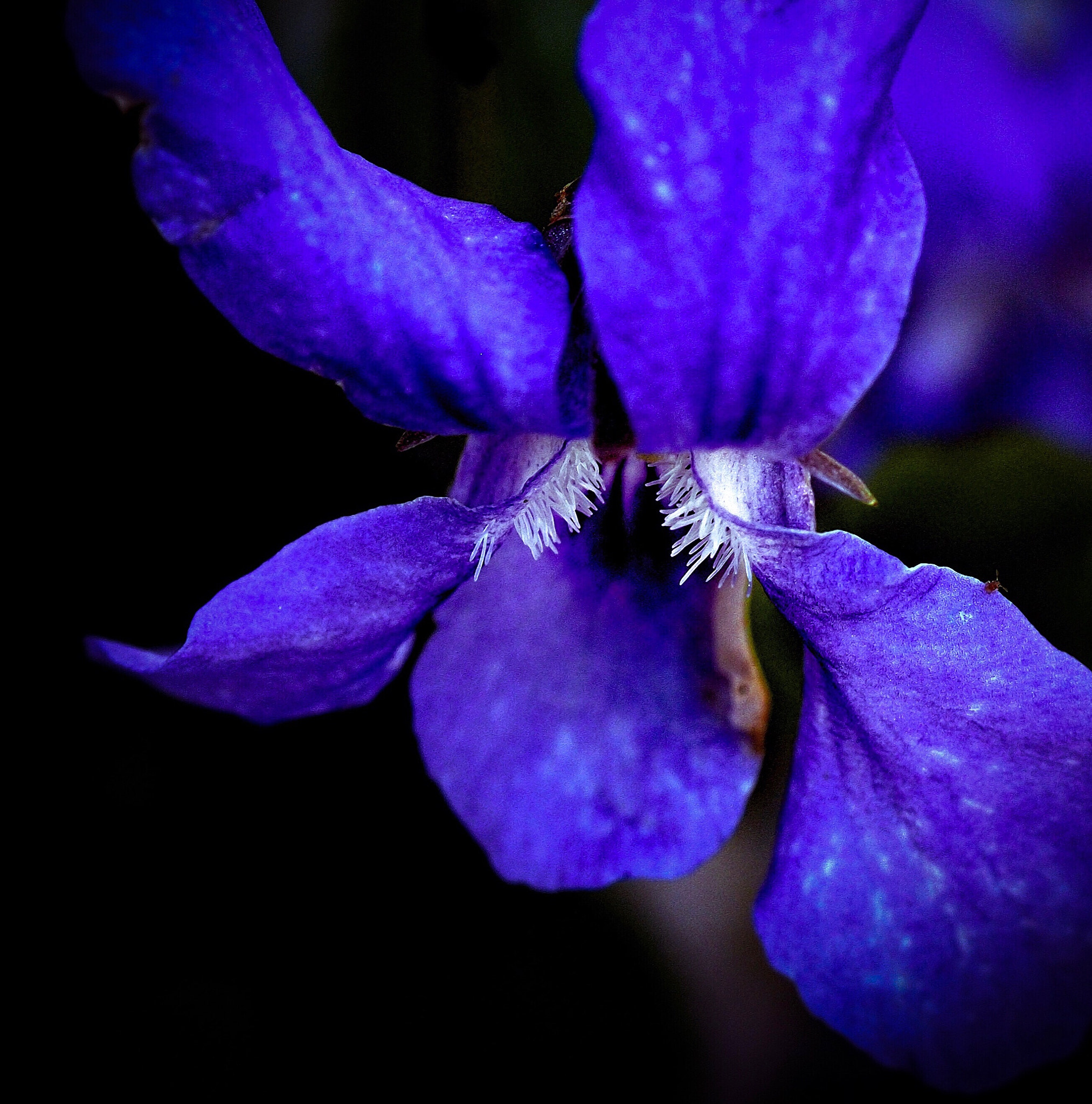 Olympus M.Zuiko Digital ED 60mm F2.8 Macro sample photo. Viola photography