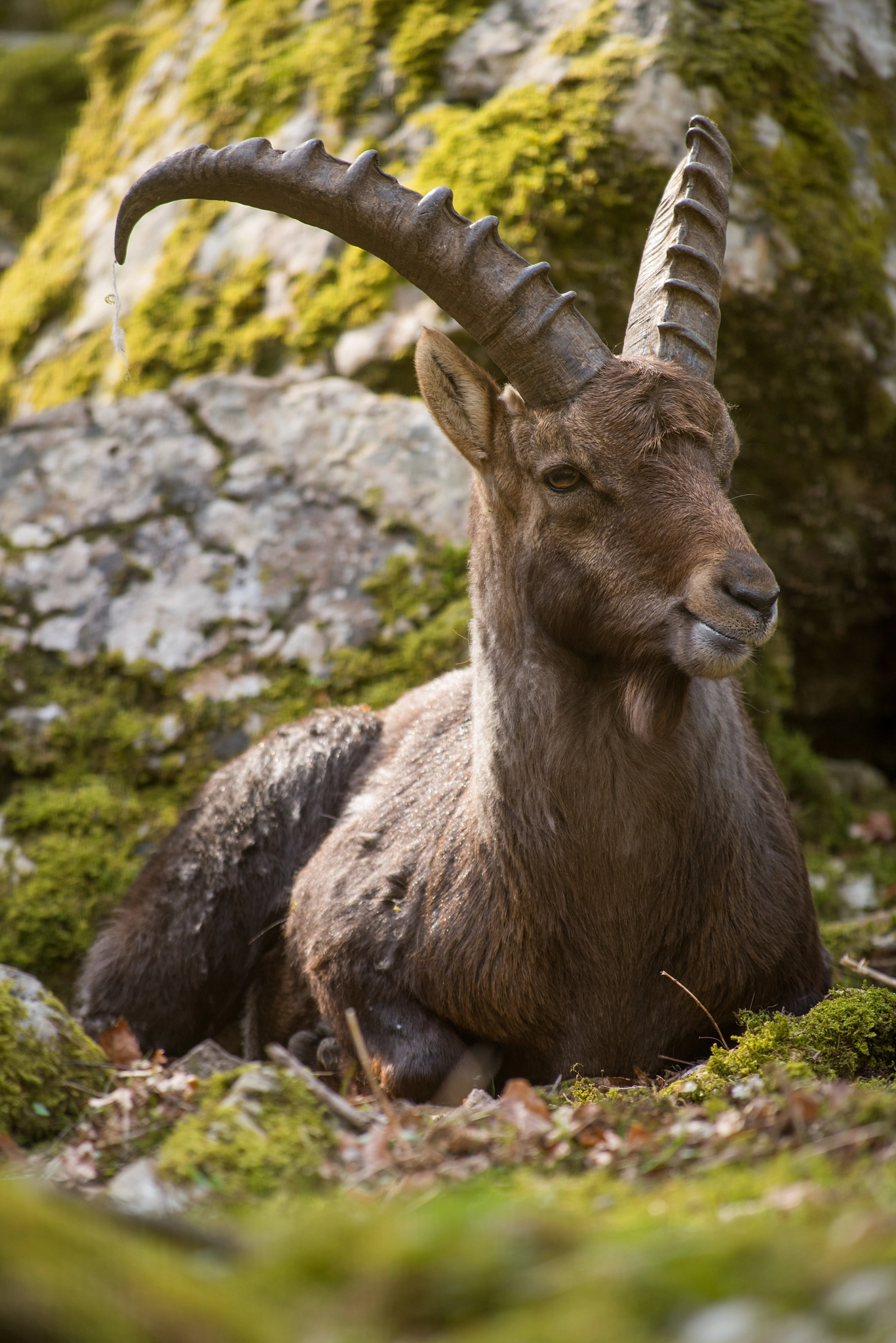 Nikon AF-S Nikkor 300mm F2.8G ED-IF VR sample photo. Ibex photography