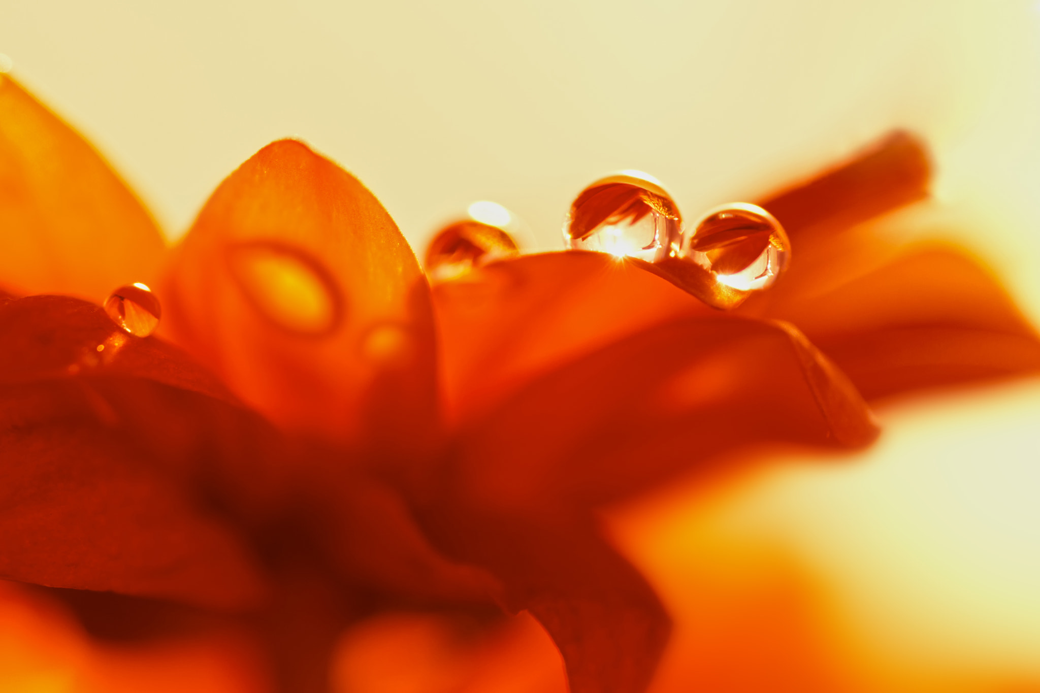 Nikon AF-S Micro-Nikkor 105mm F2.8G IF-ED VR sample photo. ♥♥♥ photography