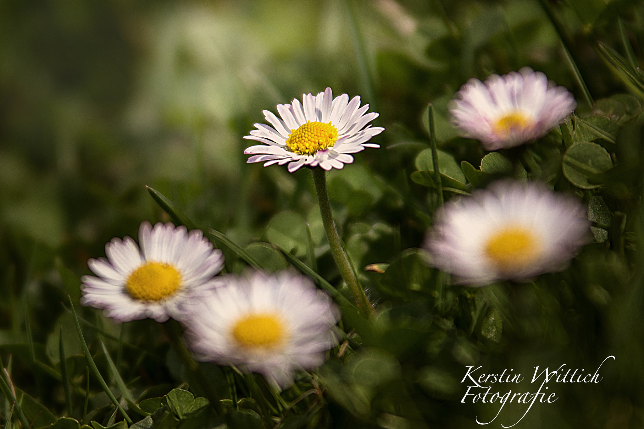Sigma 70-200mm F2.8 EX DG OS HSM sample photo. Daisy photography