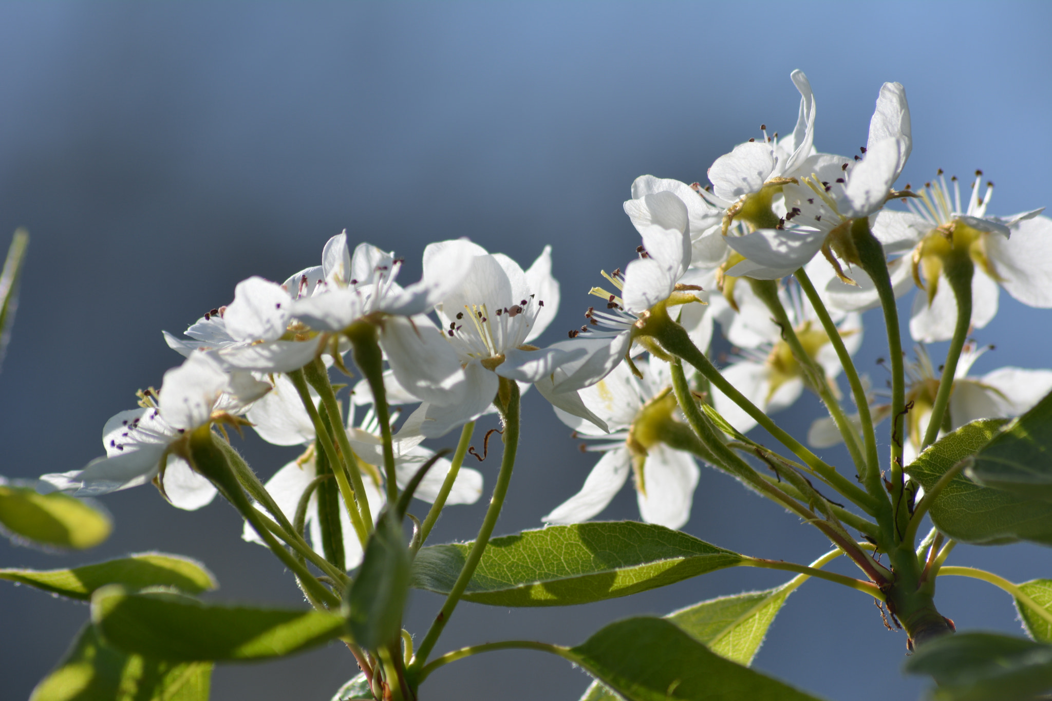 Sigma 70-300mm F4-5.6 APO DG Macro sample photo. Fiori di pero photography