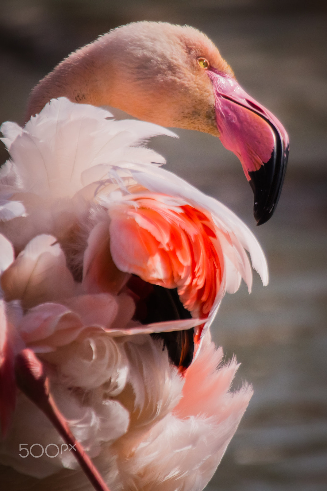 Canon EF 100-400mm F4.5-5.6L IS USM sample photo. Feathers of pink flamingo photography
