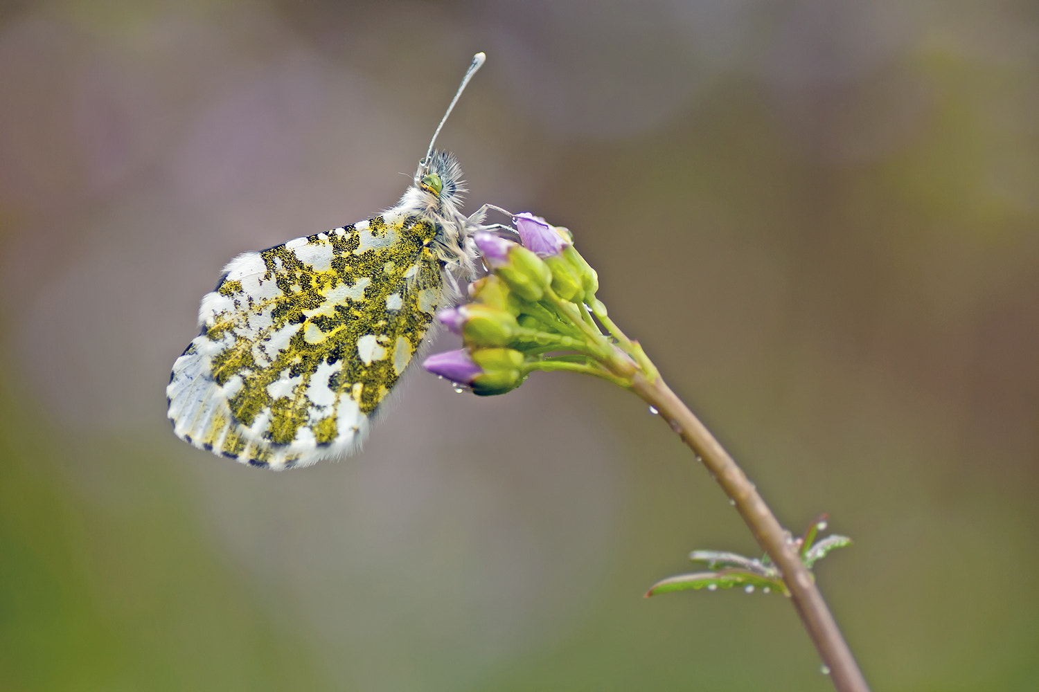 Nikon D300S sample photo. Orange tip, female photography