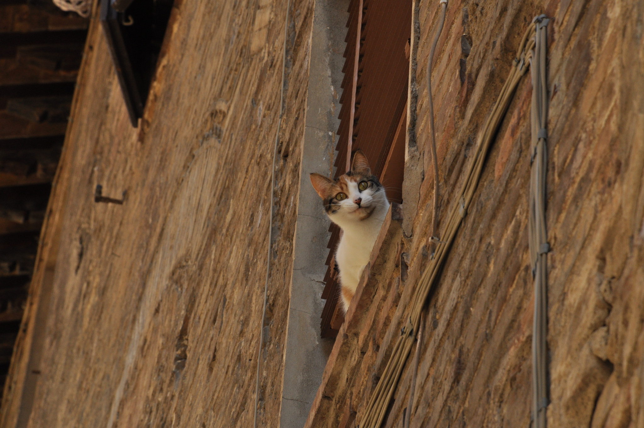 Nikon D5000 sample photo. Chi sei? photography