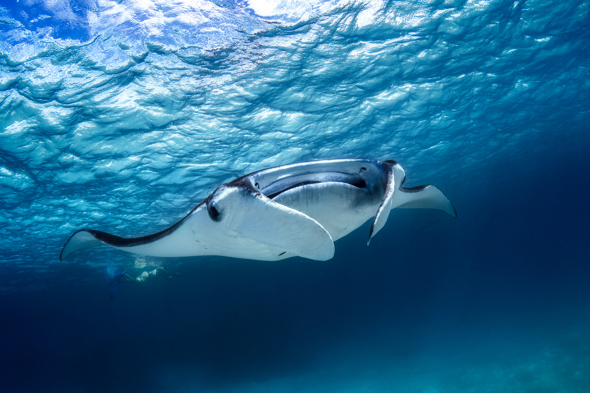 Canon EOS 5DS + Canon EF 15mm F2.8 Fisheye sample photo. Manta ray photography