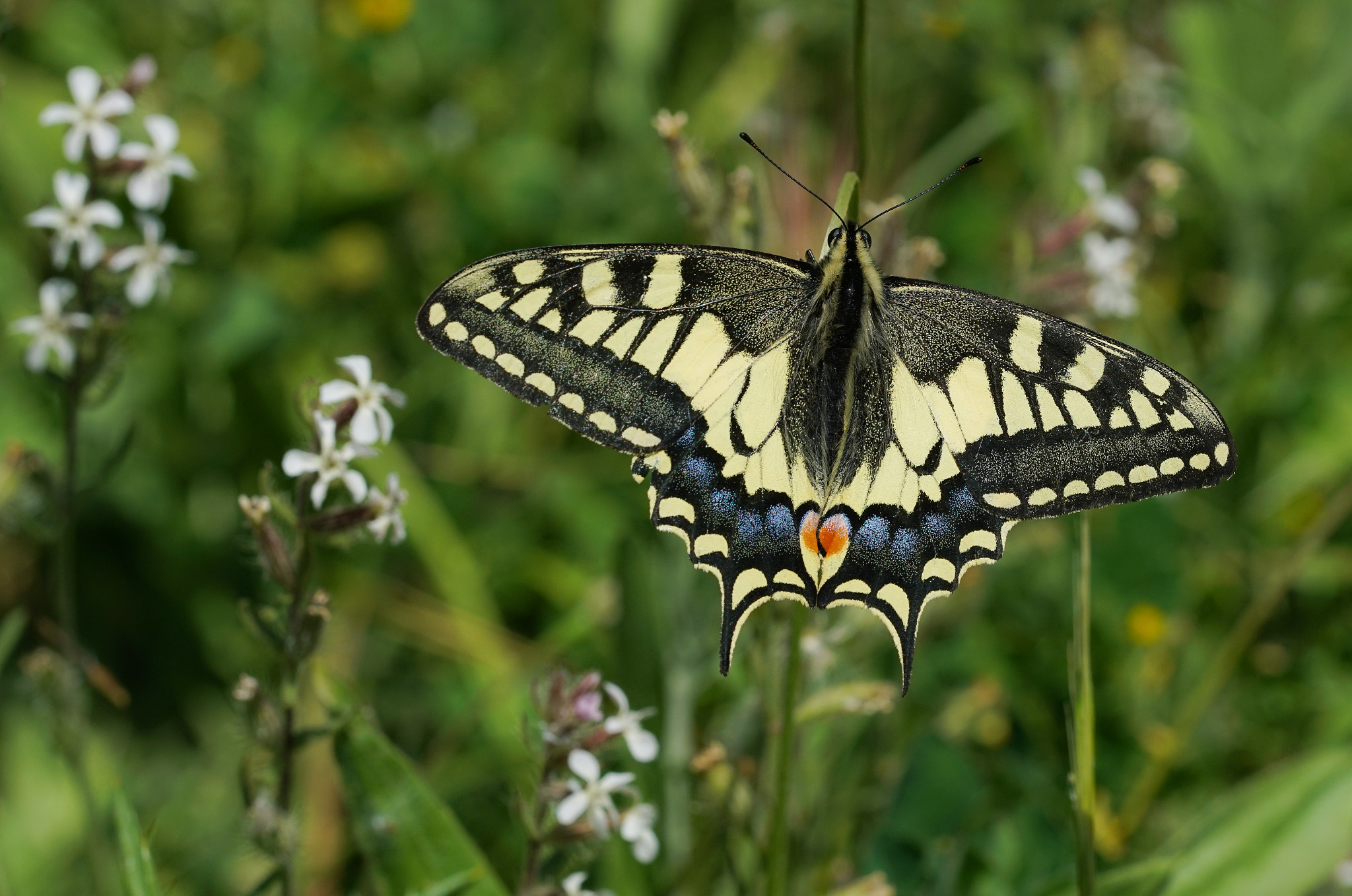 Sony a7R II sample photo. Papilio machaon photography
