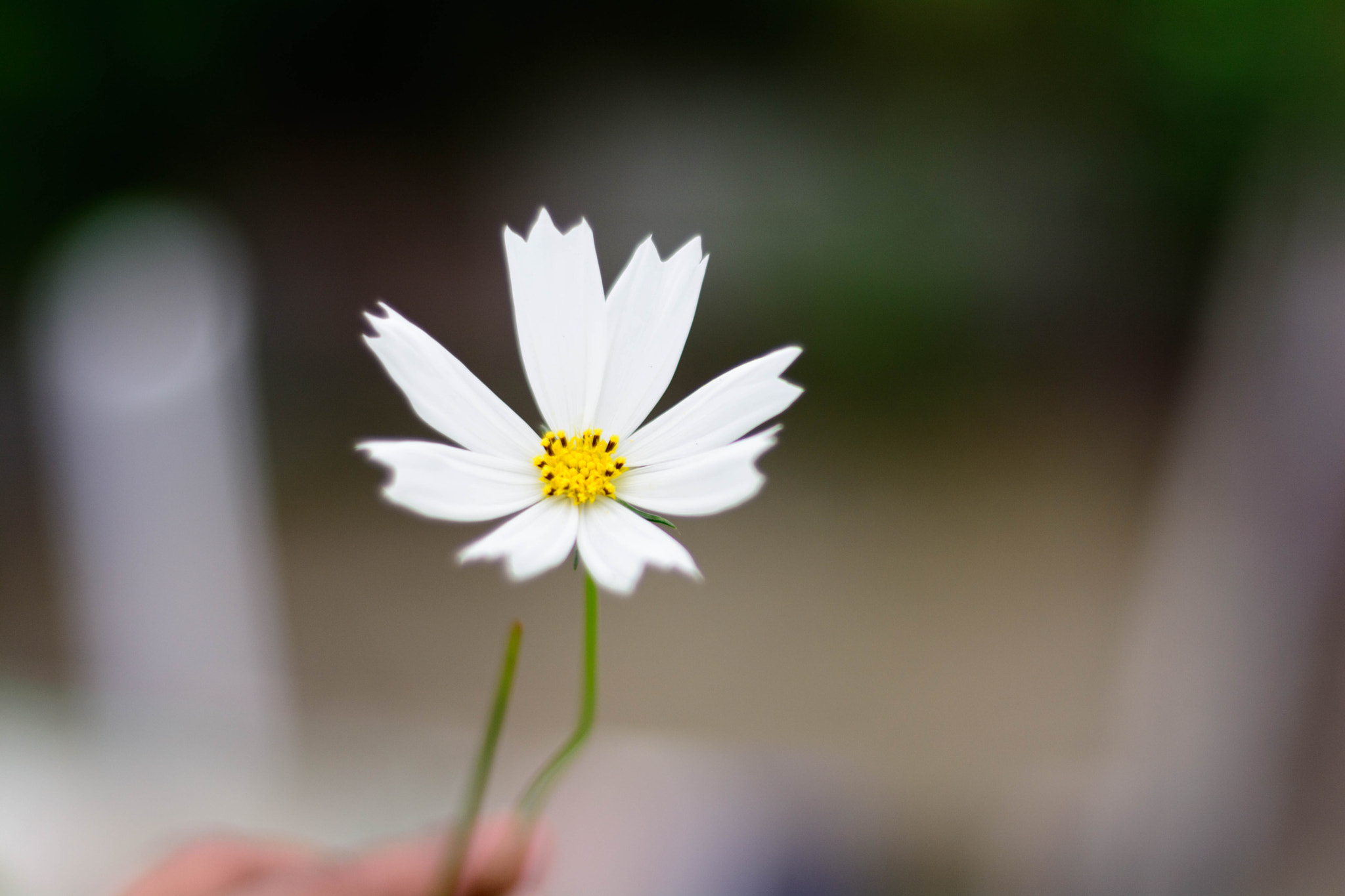 Nikon D7100 sample photo. White flower 1 photography
