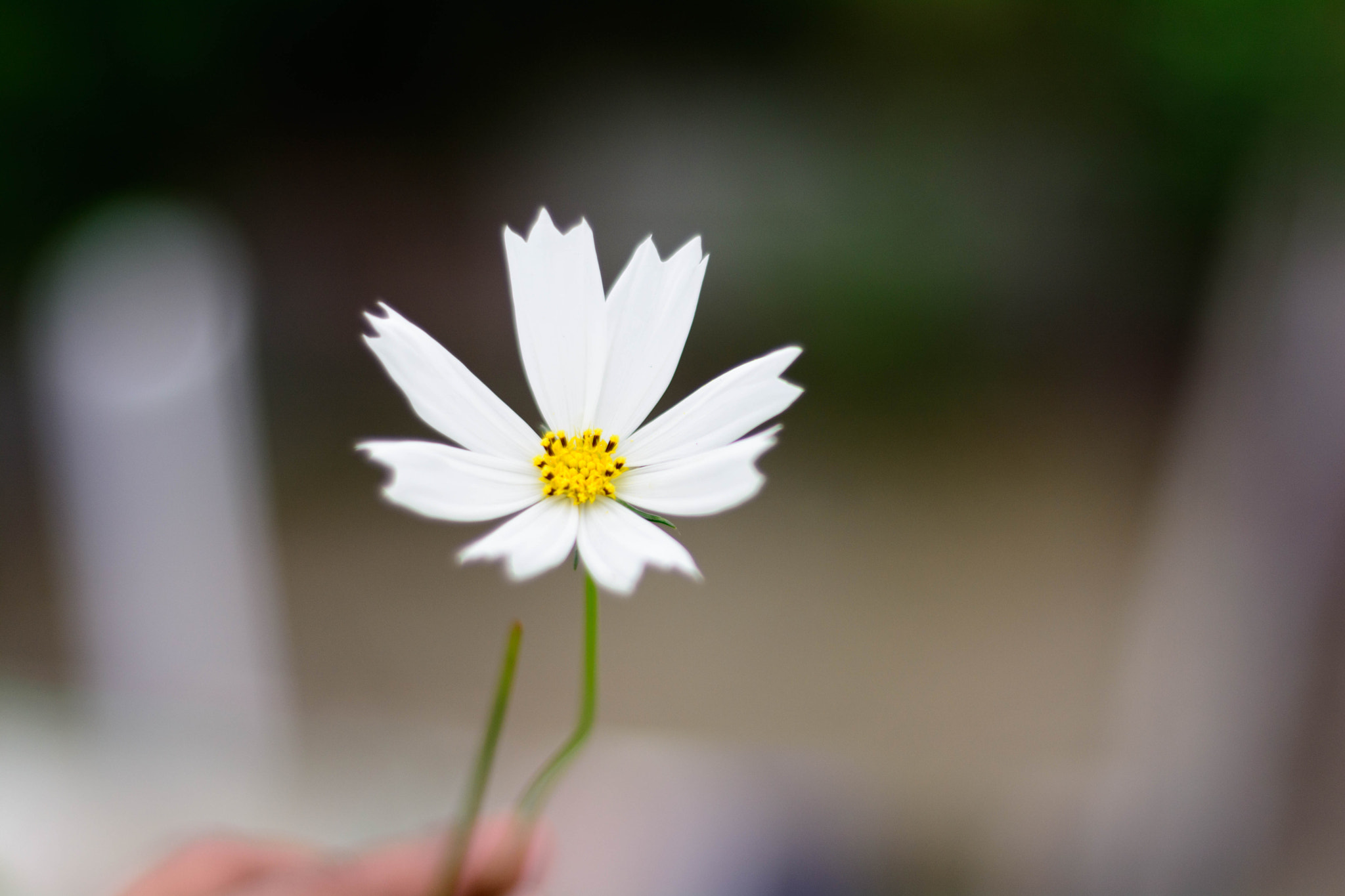 Nikon D7100 + Nikon AF Nikkor 50mm F1.8D sample photo. White flower 1 photography