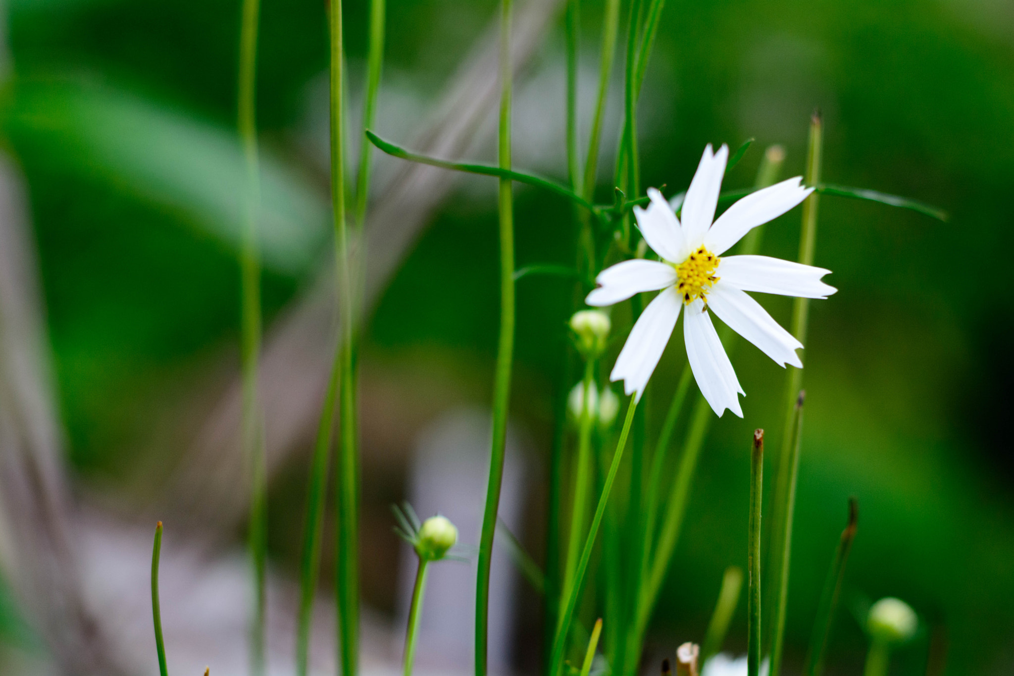 Nikon D7100 + Nikon AF Nikkor 50mm F1.8D sample photo. White flower 2 photography