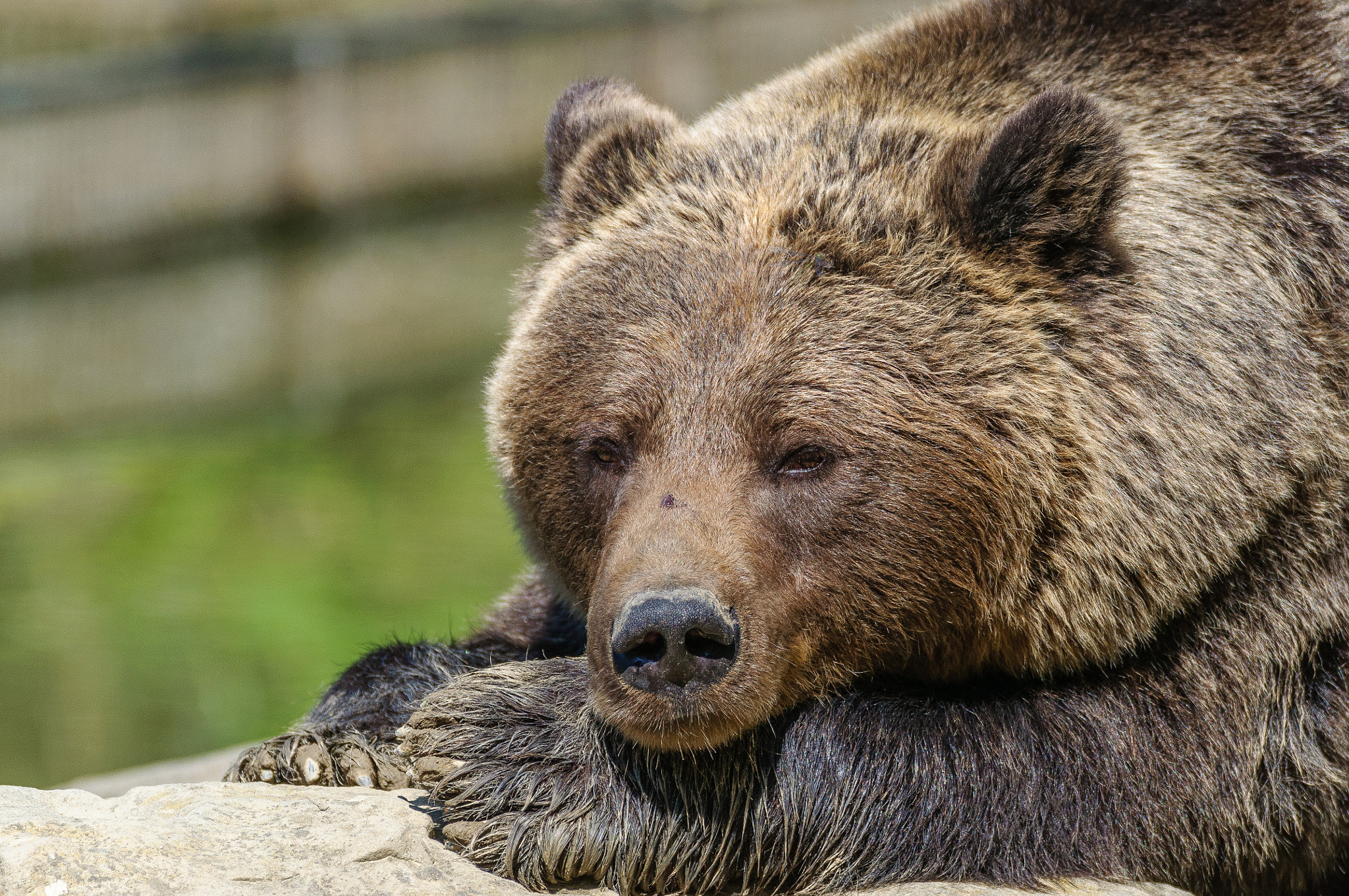 Nikon D5000 + Sigma 150-600mm F5-6.3 DG OS HSM | C sample photo. Bear enjoys the sun photography