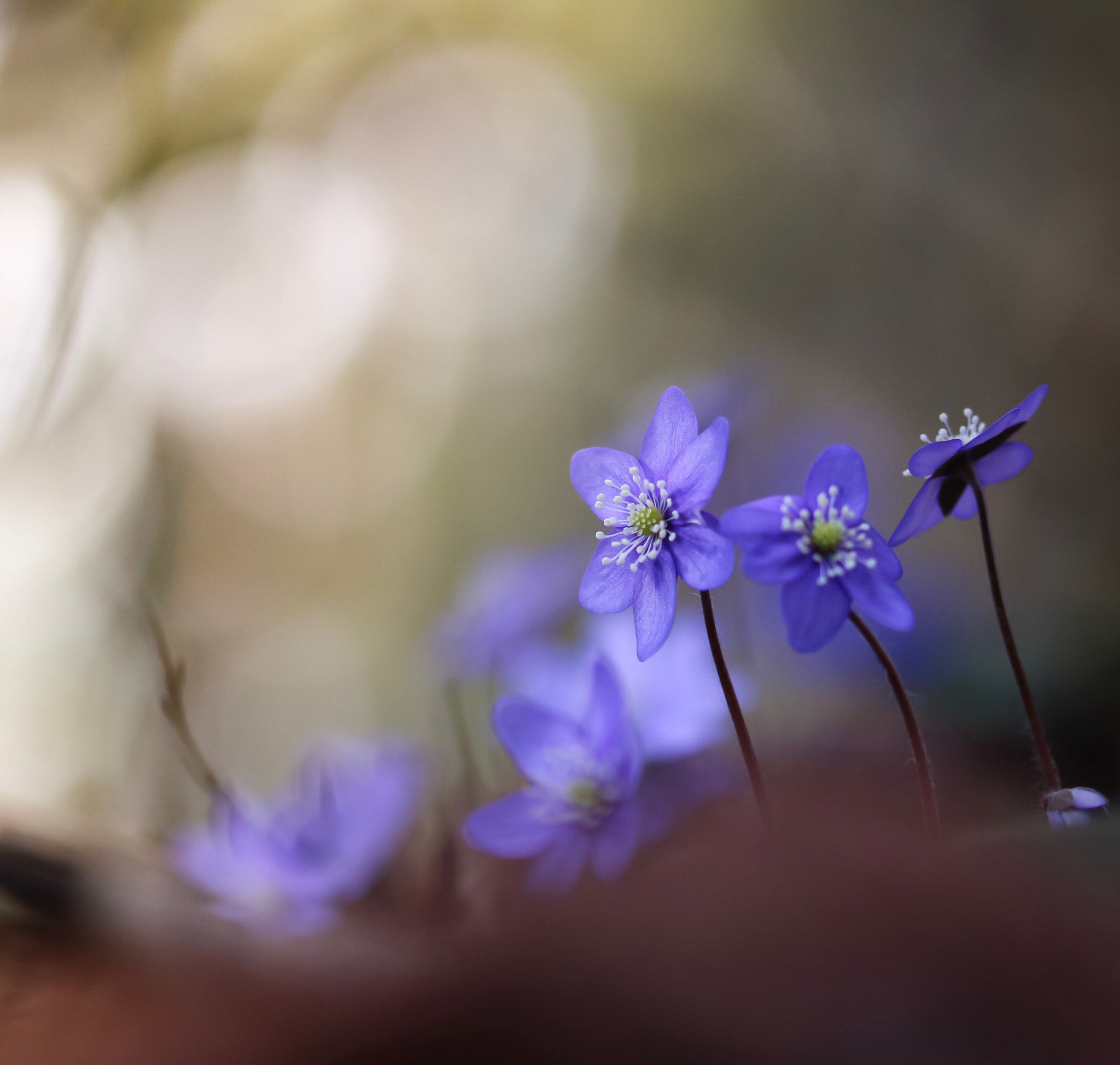 Sigma 105mm F2.8 EX DG OS HSM sample photo. Little wonders of spring photography