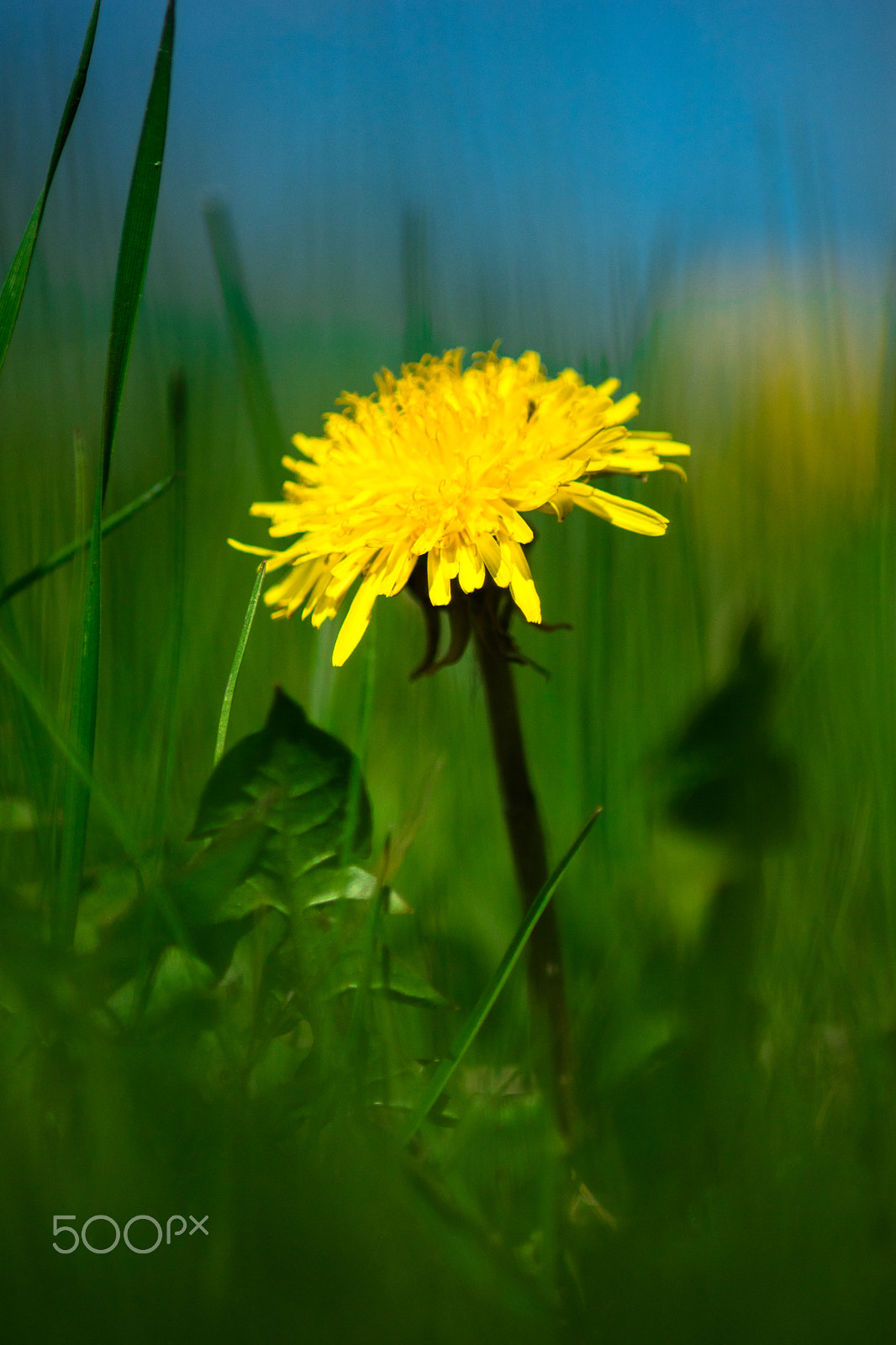 Nikon D5500 sample photo. Dsc photography