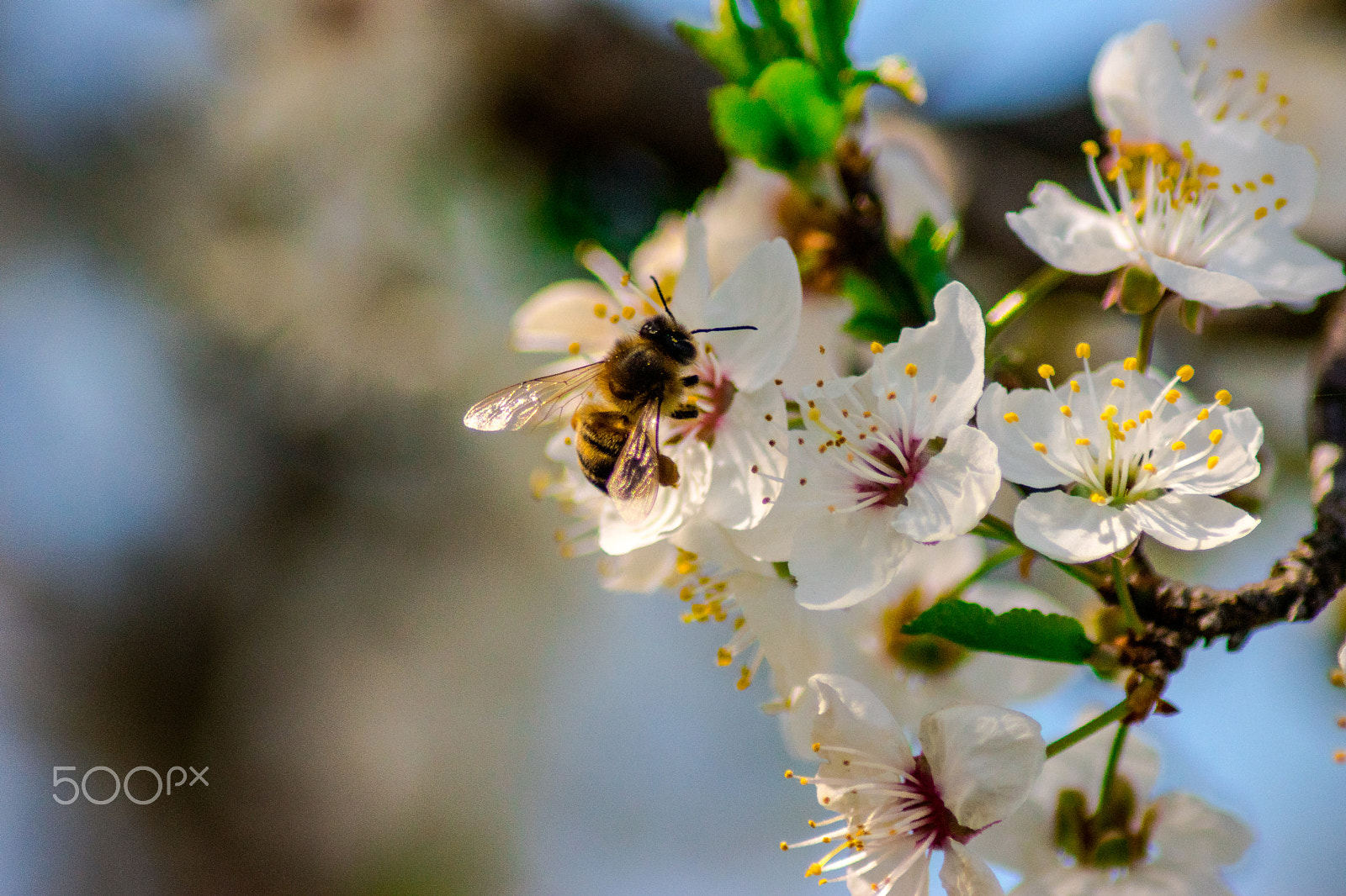Nikon D5500 sample photo. Dsc photography