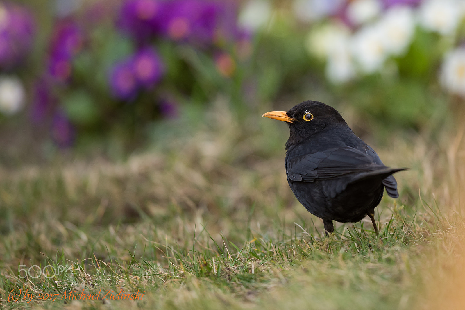 Nikon AF-S Nikkor 400mm F2.8G ED VR II sample photo. Amsel photography