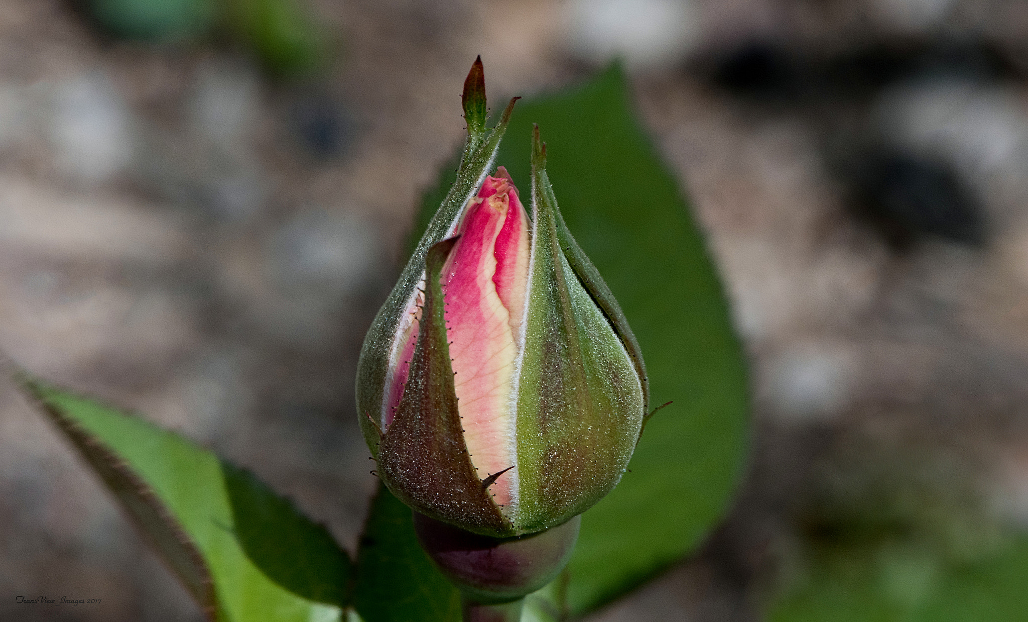 Nikon AF-S Micro-Nikkor 105mm F2.8G IF-ED VR sample photo. Let the fun begin... photography