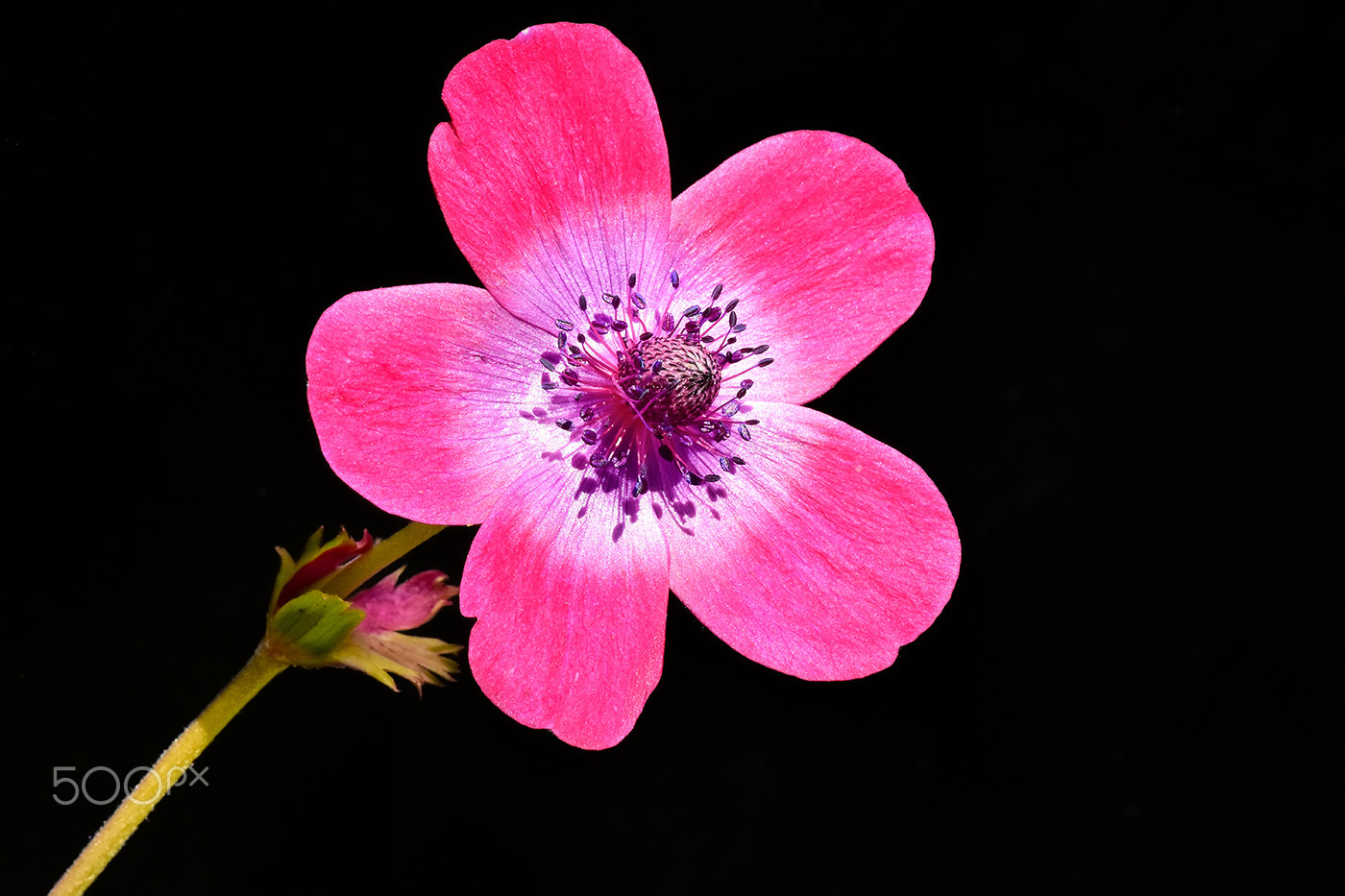 Sigma 150mm F2.8 EX DG Macro HSM sample photo. Flower 3 photography