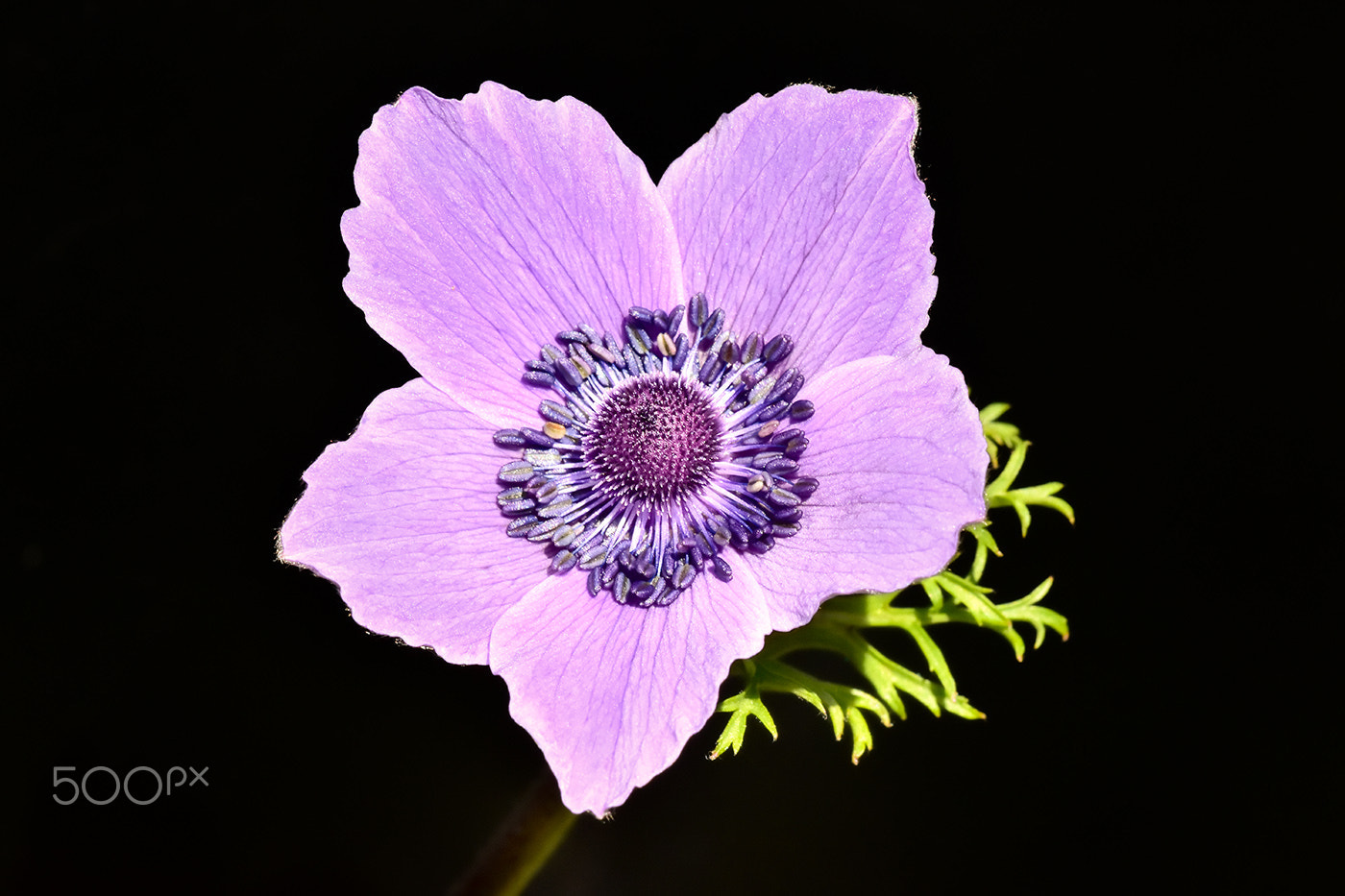 Sigma 150mm F2.8 EX DG Macro HSM sample photo. Flower 4 photography