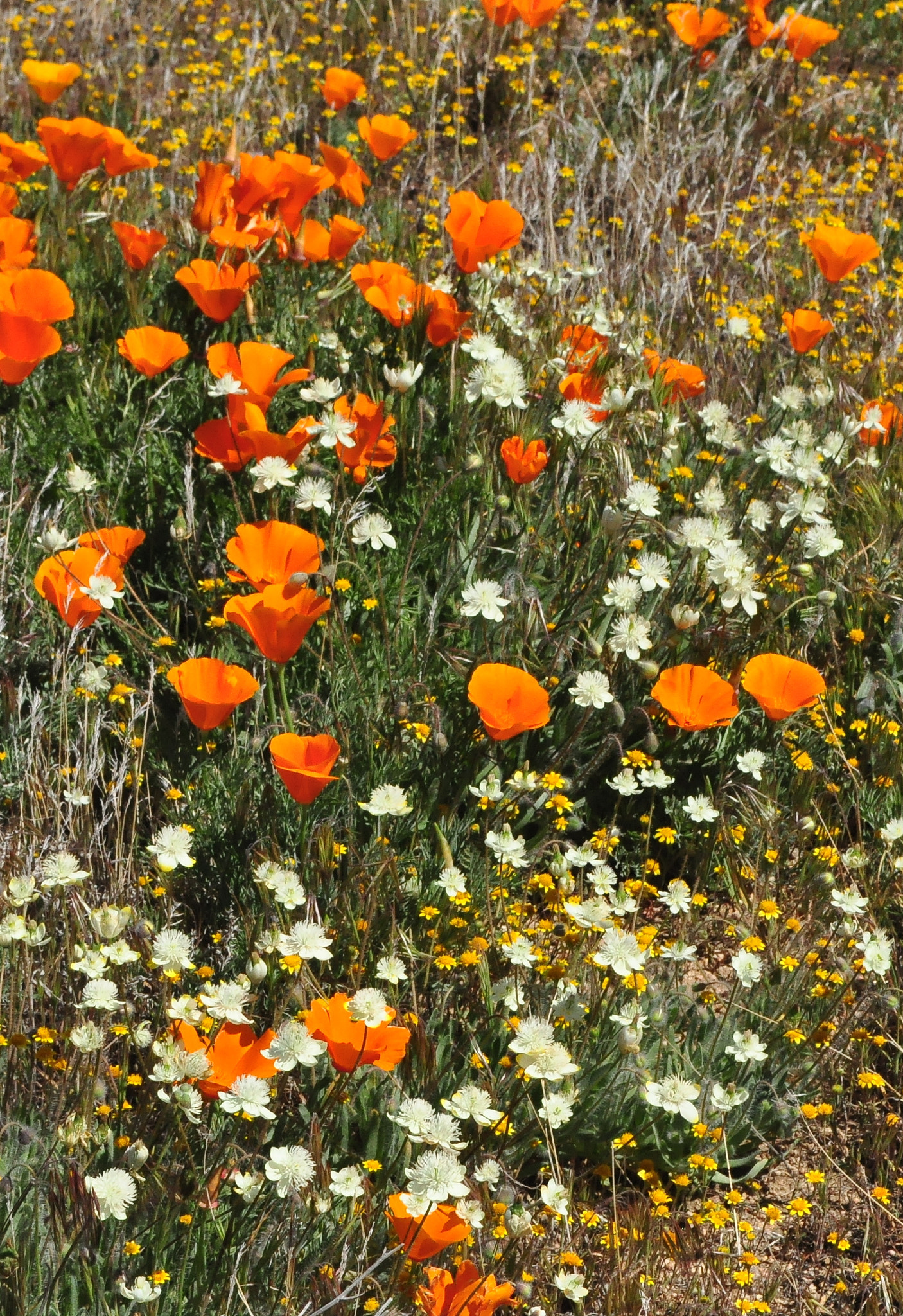 Nikon D90 sample photo. Desert flora photography