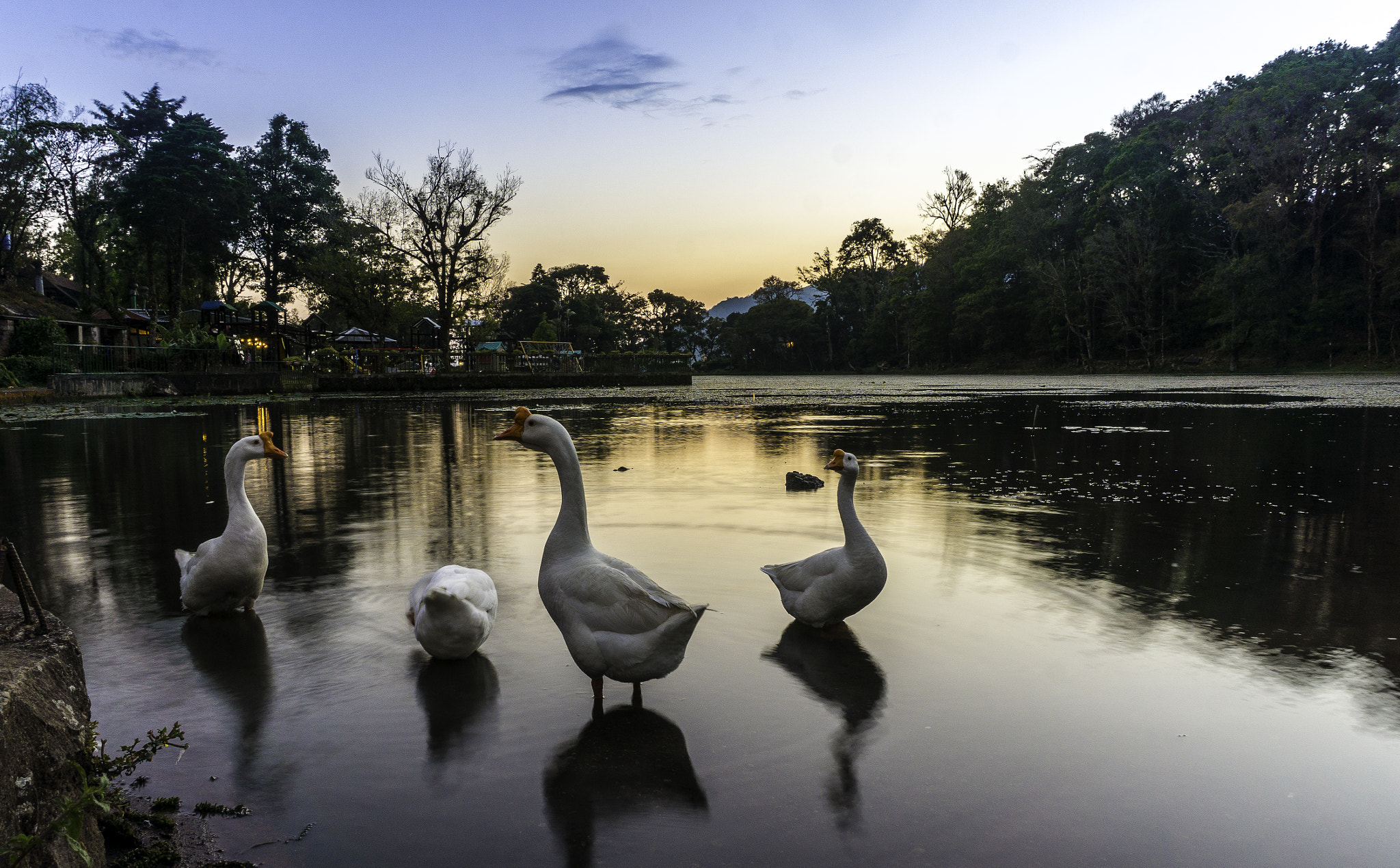 Sony Alpha NEX-6 sample photo. Los gansos! photography