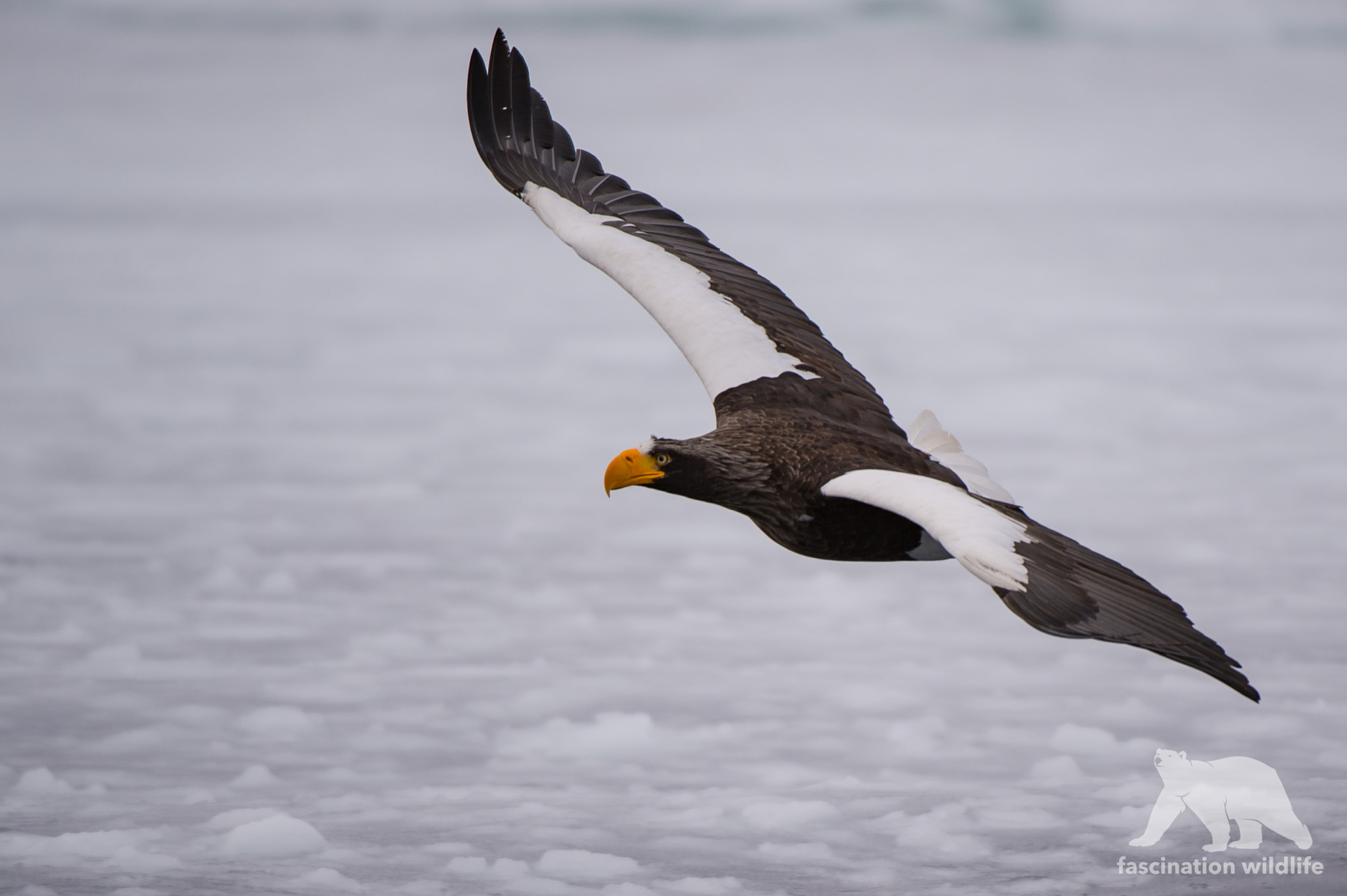 Nikon AF-S Nikkor 200-400mm F4G ED-IF VR sample photo. Steller sea eagle photography