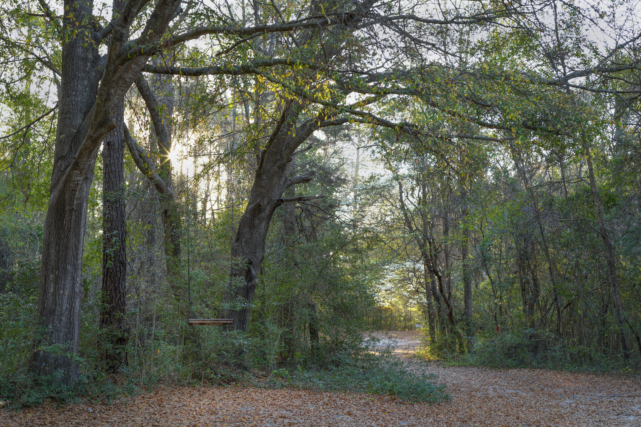 Hasselblad X1D-50c sample photo. Path of life photography