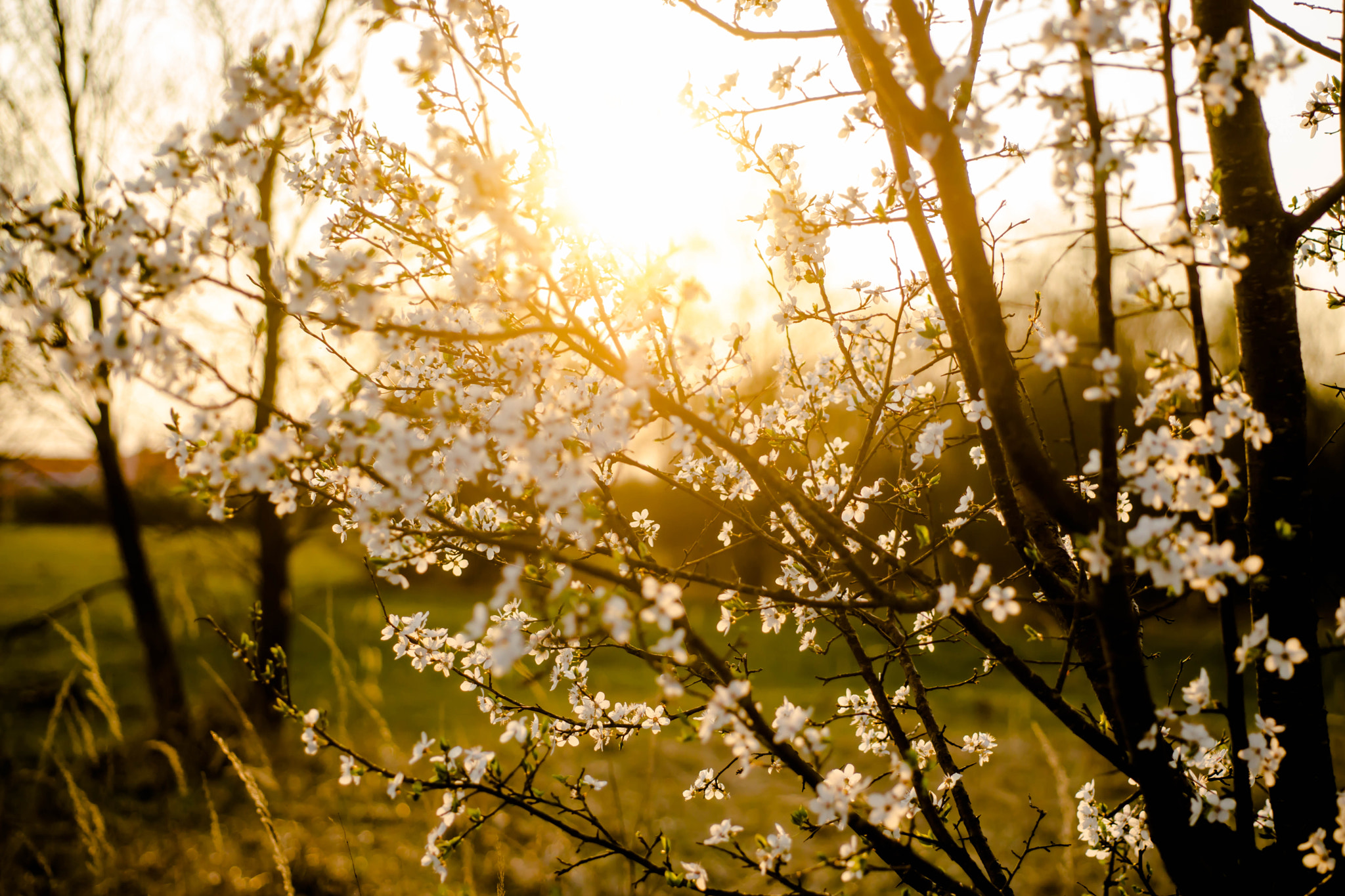 Sony a6000 + MACRO 50mm F2.8 sample photo. Abendsonne an kirschblüte photography