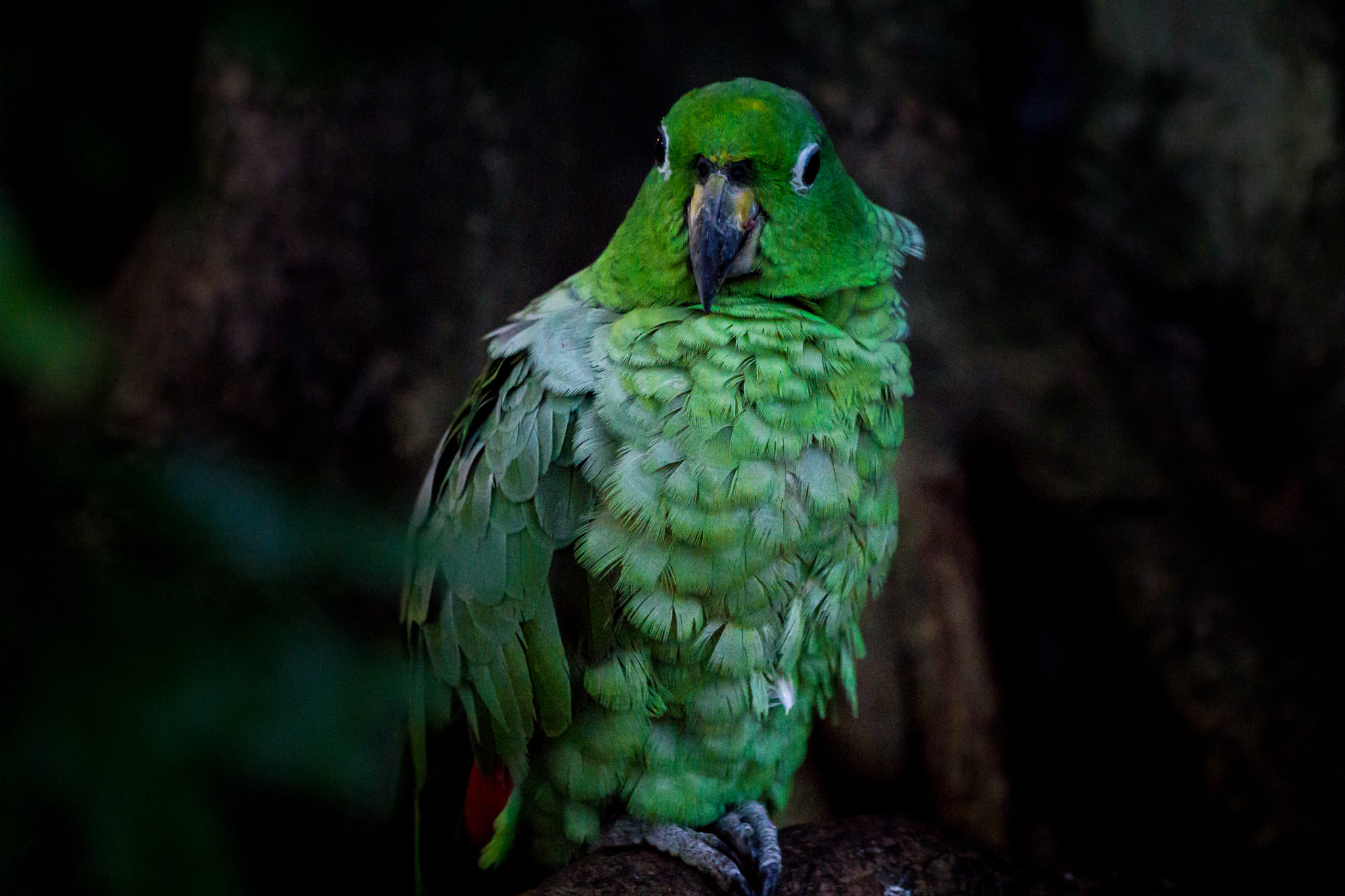 Sony a6000 + Sony FE 70-200mm F4 G OSS sample photo. Green macaw photography