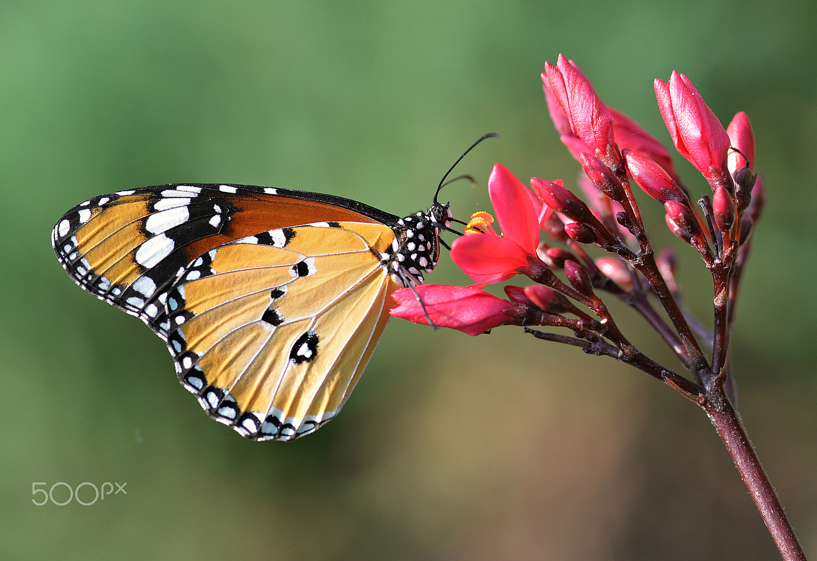 Sigma 105mm F2.8 EX DG Macro sample photo. Plain tiger.... photography