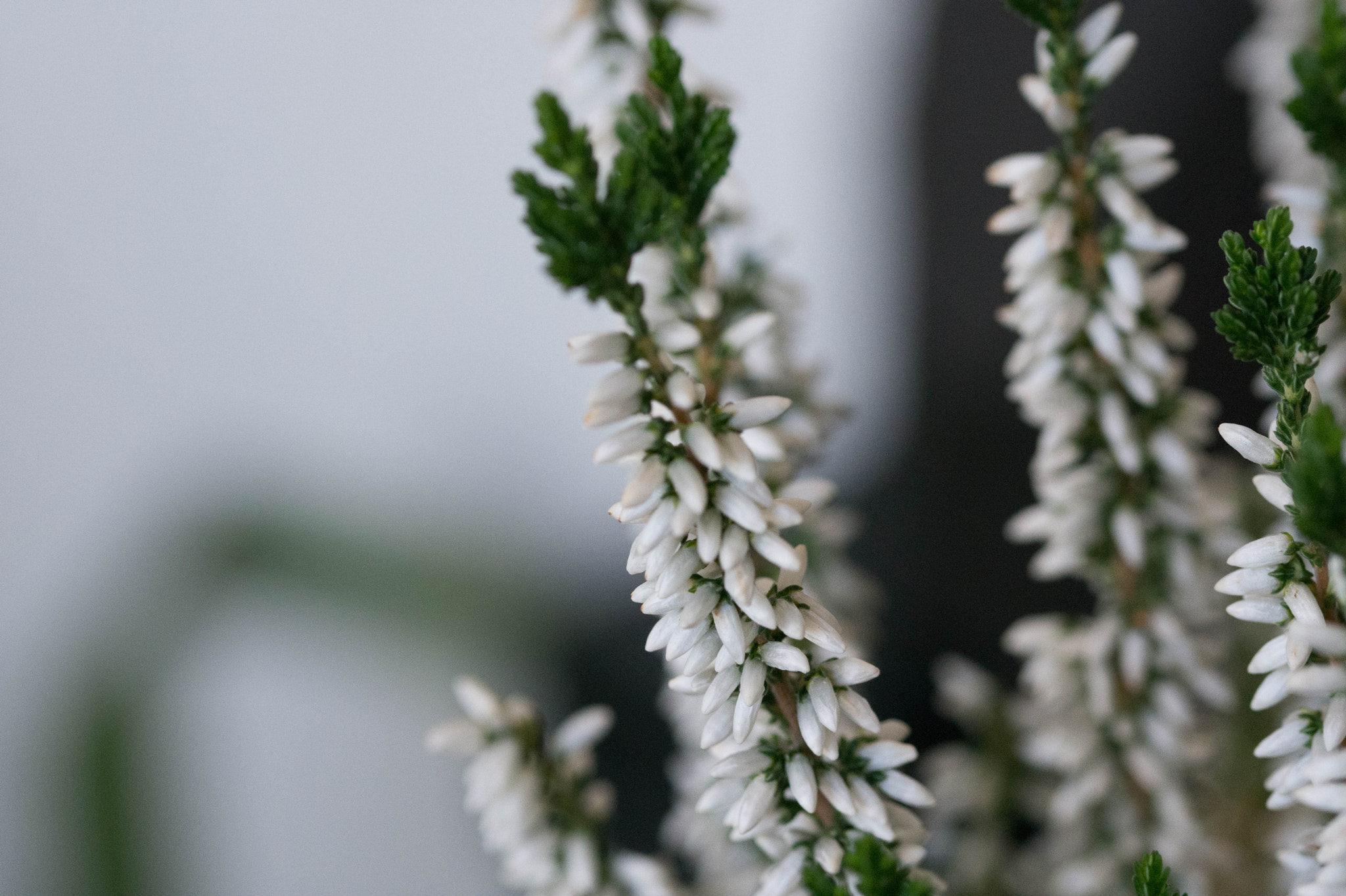 Sigma 105mm F2.8 EX DG OS HSM sample photo. White passion photography