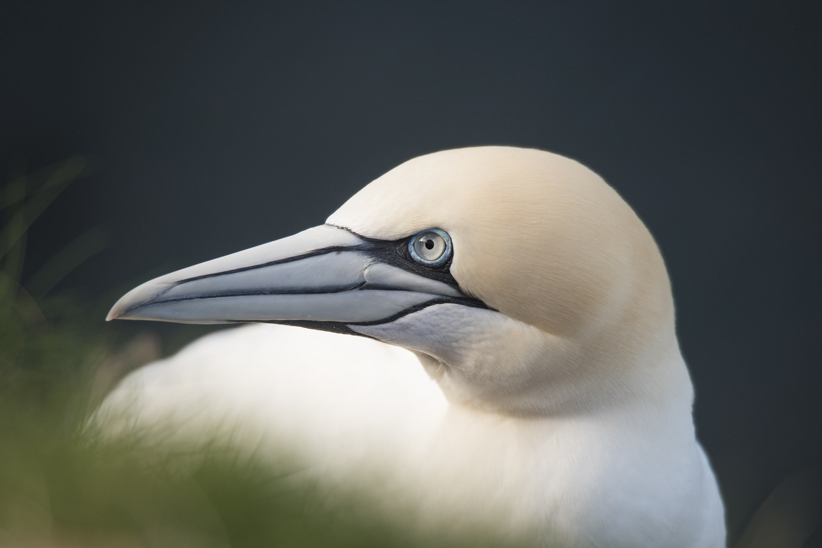 Nikon D810 + Tamron SP 150-600mm F5-6.3 Di VC USD sample photo. Gannet photography