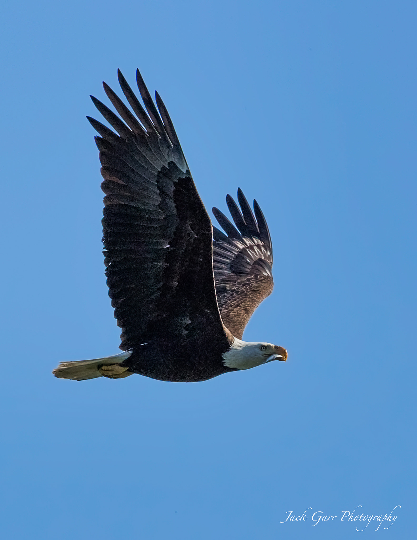 Canon EOS-1D X Mark II sample photo. Bald eagle taking a fish to nest photography